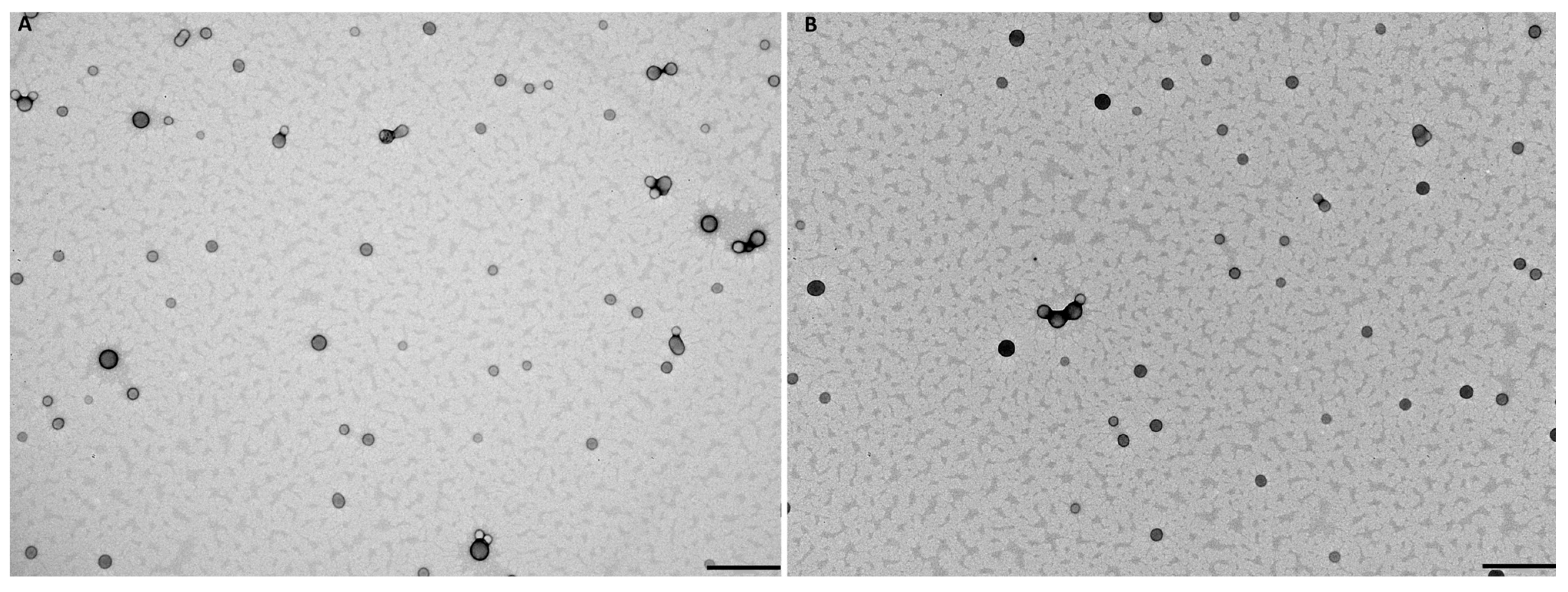 Pharmaceutics 17 01116 g002