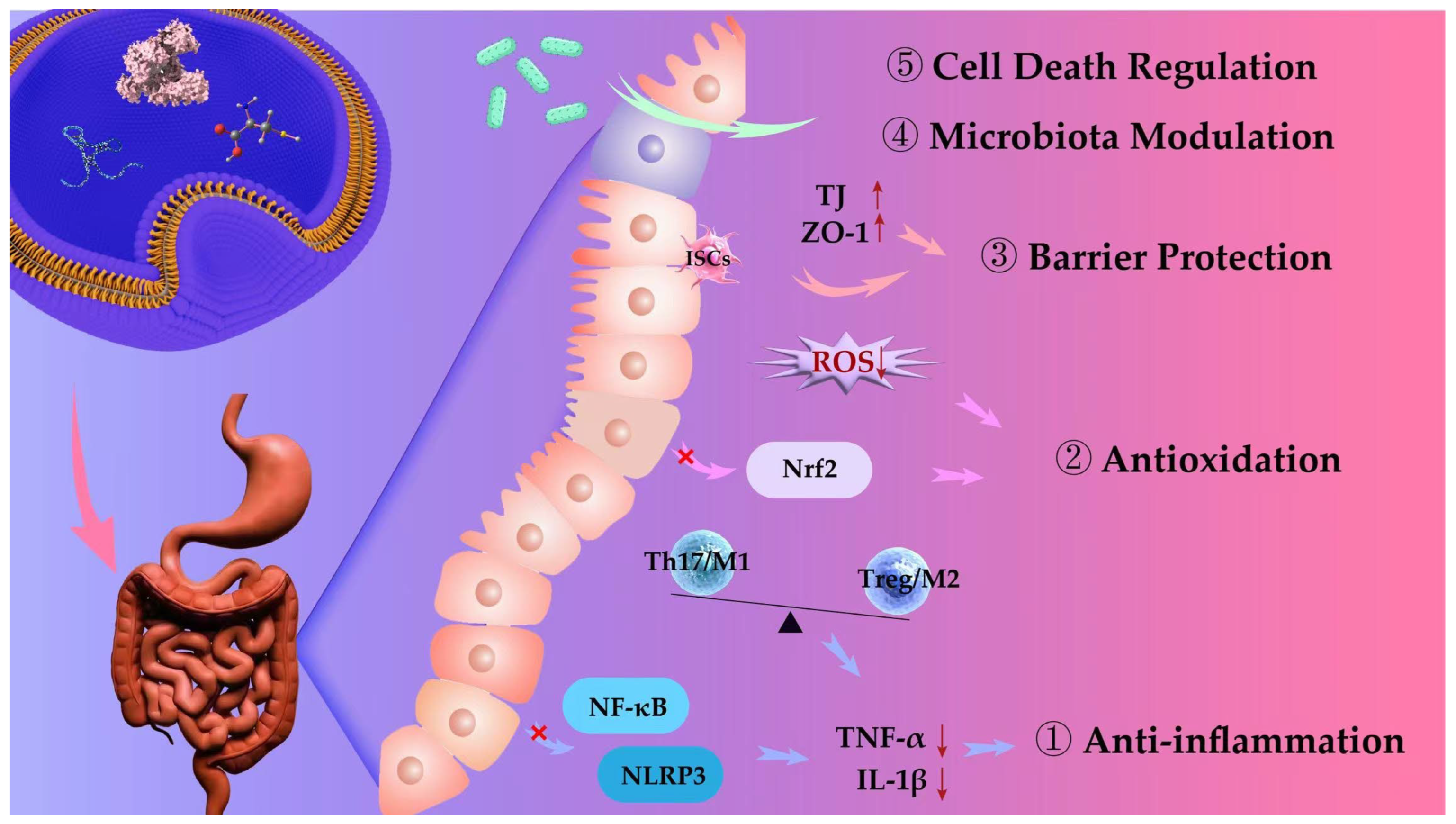 Pharmaceutics 17 01127 g002