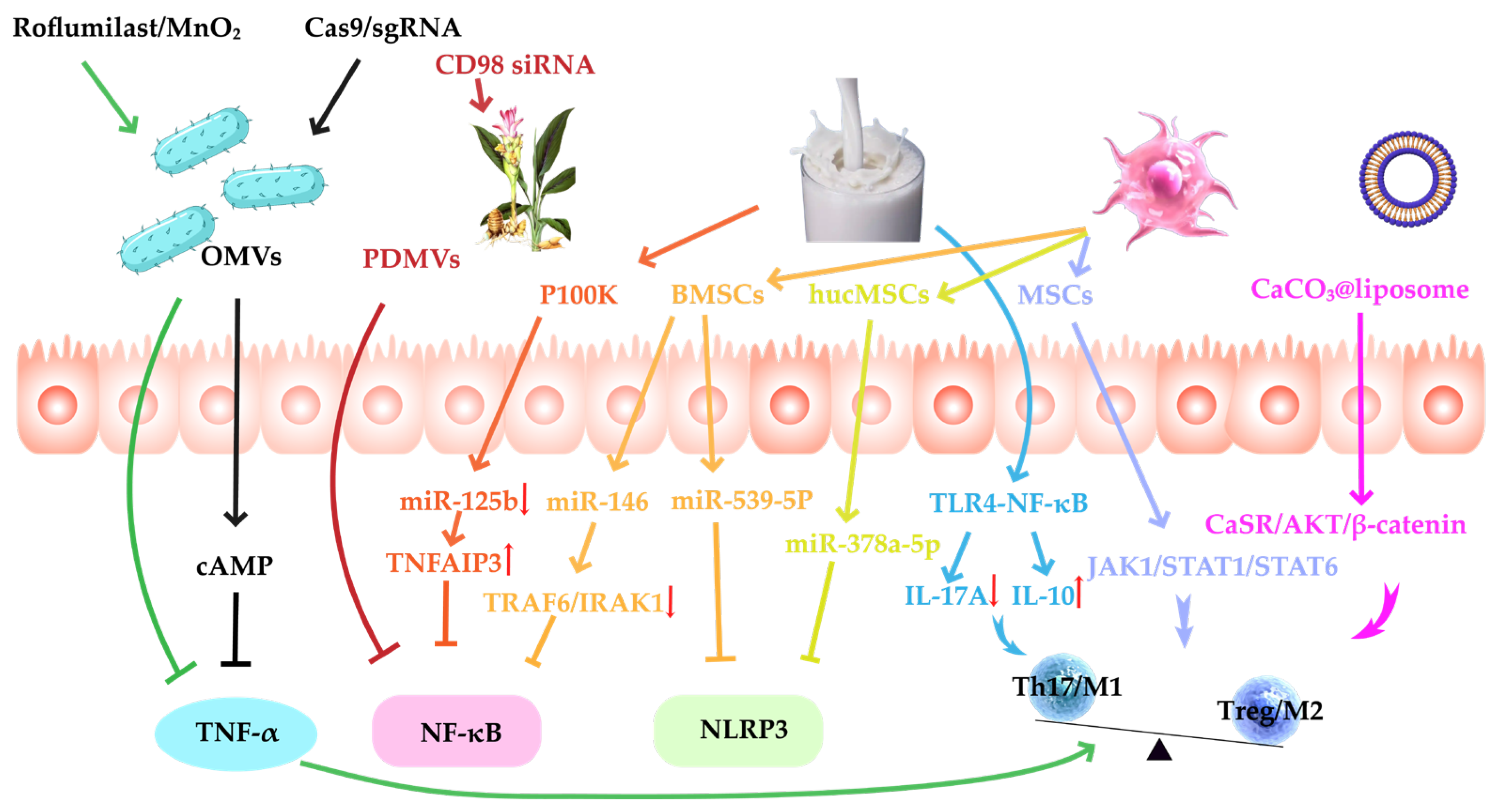 Pharmaceutics 17 01127 g003