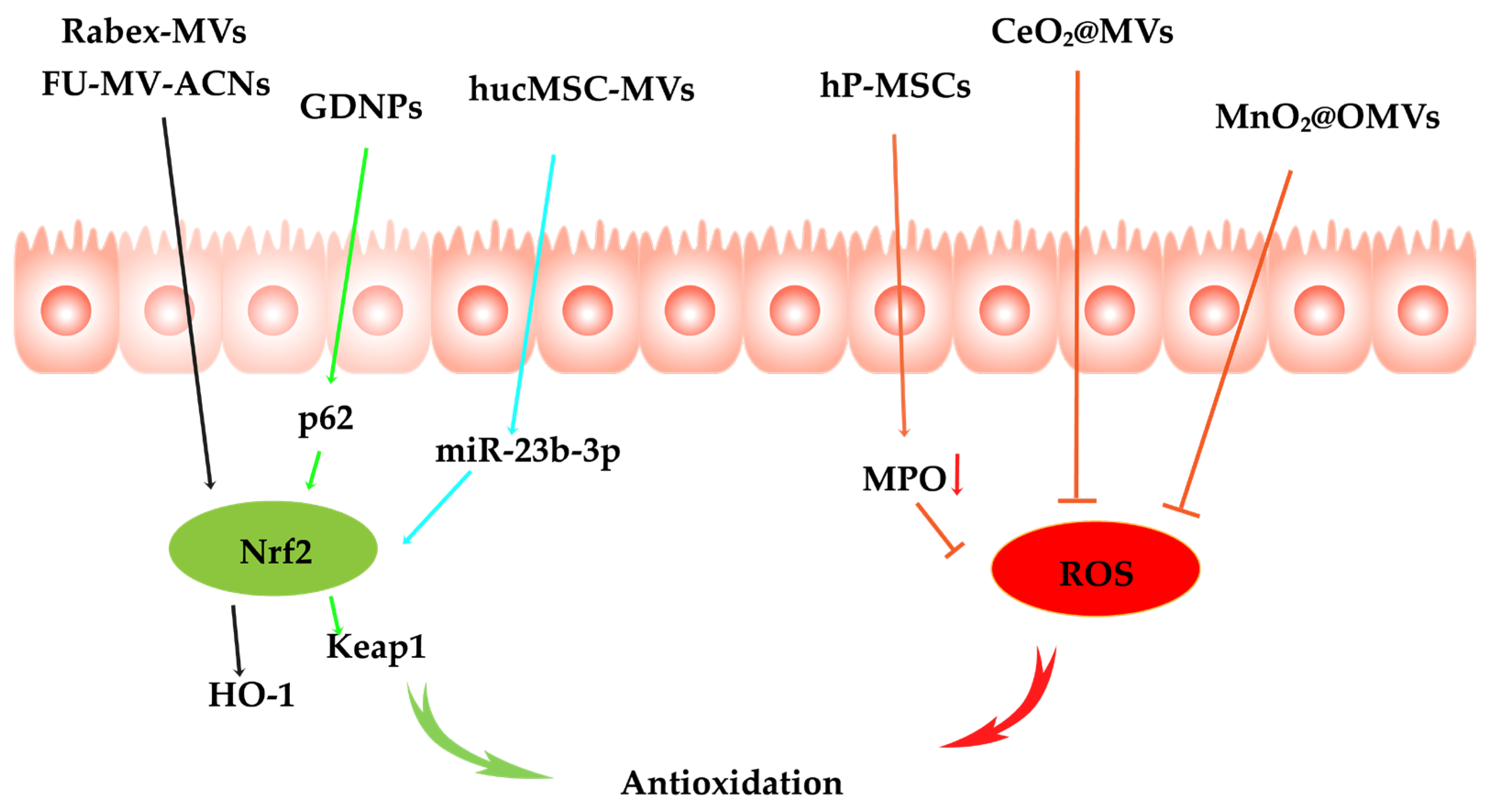 Pharmaceutics 17 01127 g004