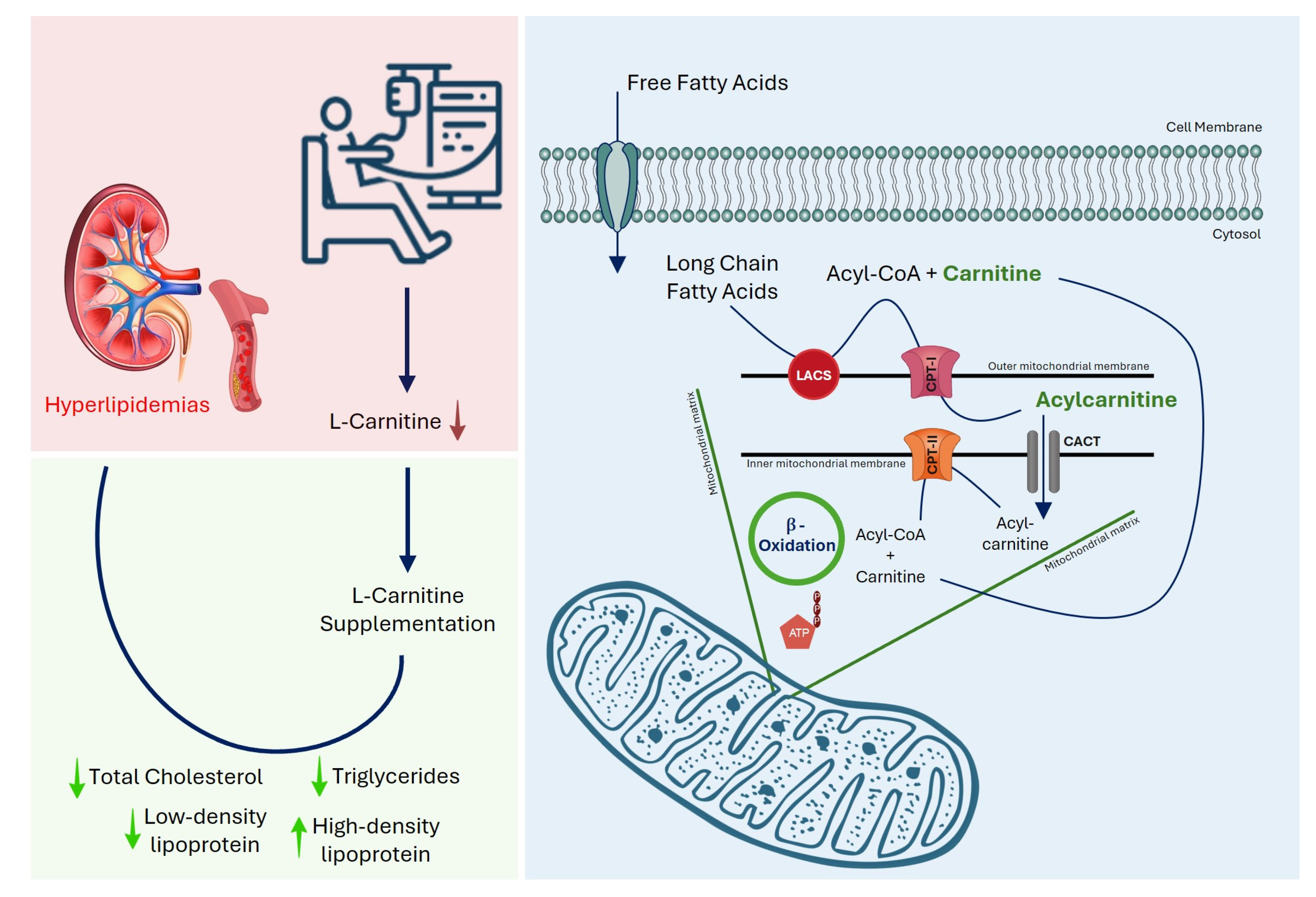 Pharmaceutics 17 01128 g001 Pharmaceutics 17 01128 g001