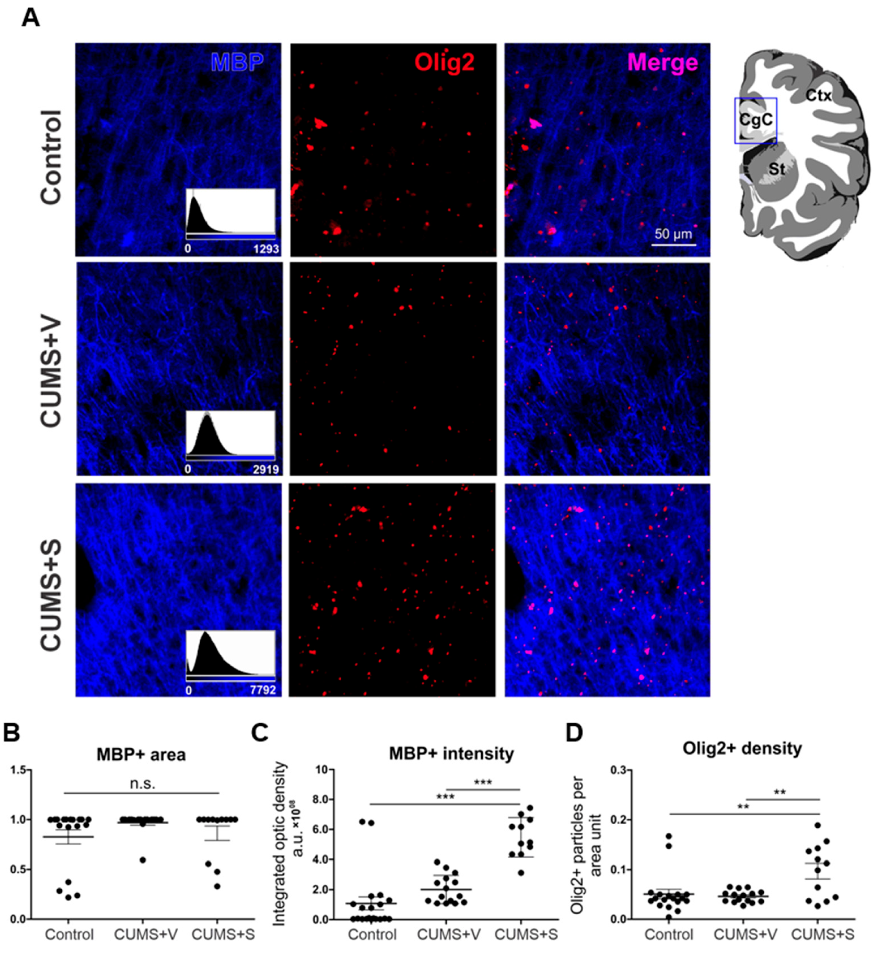 Pharmaceutics 17 01129 g008 Pharmaceutics 17 01129 g008