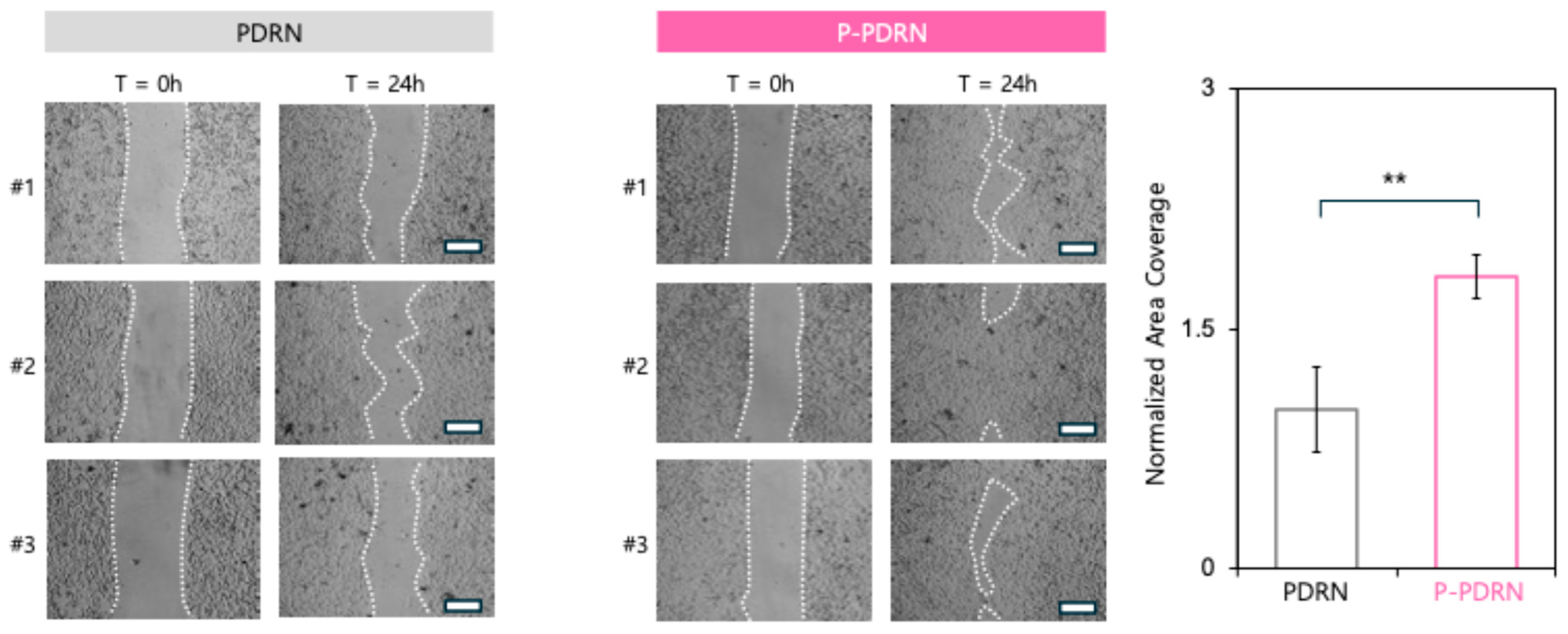 Pharmaceutics 17 01136 g003 Pharmaceutics 17 01136 g003