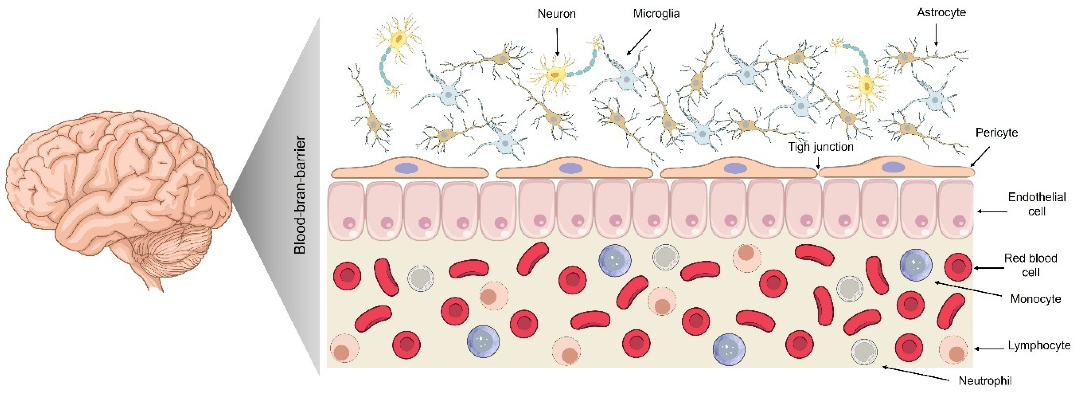 Pharmaceutics 17 01169 g001