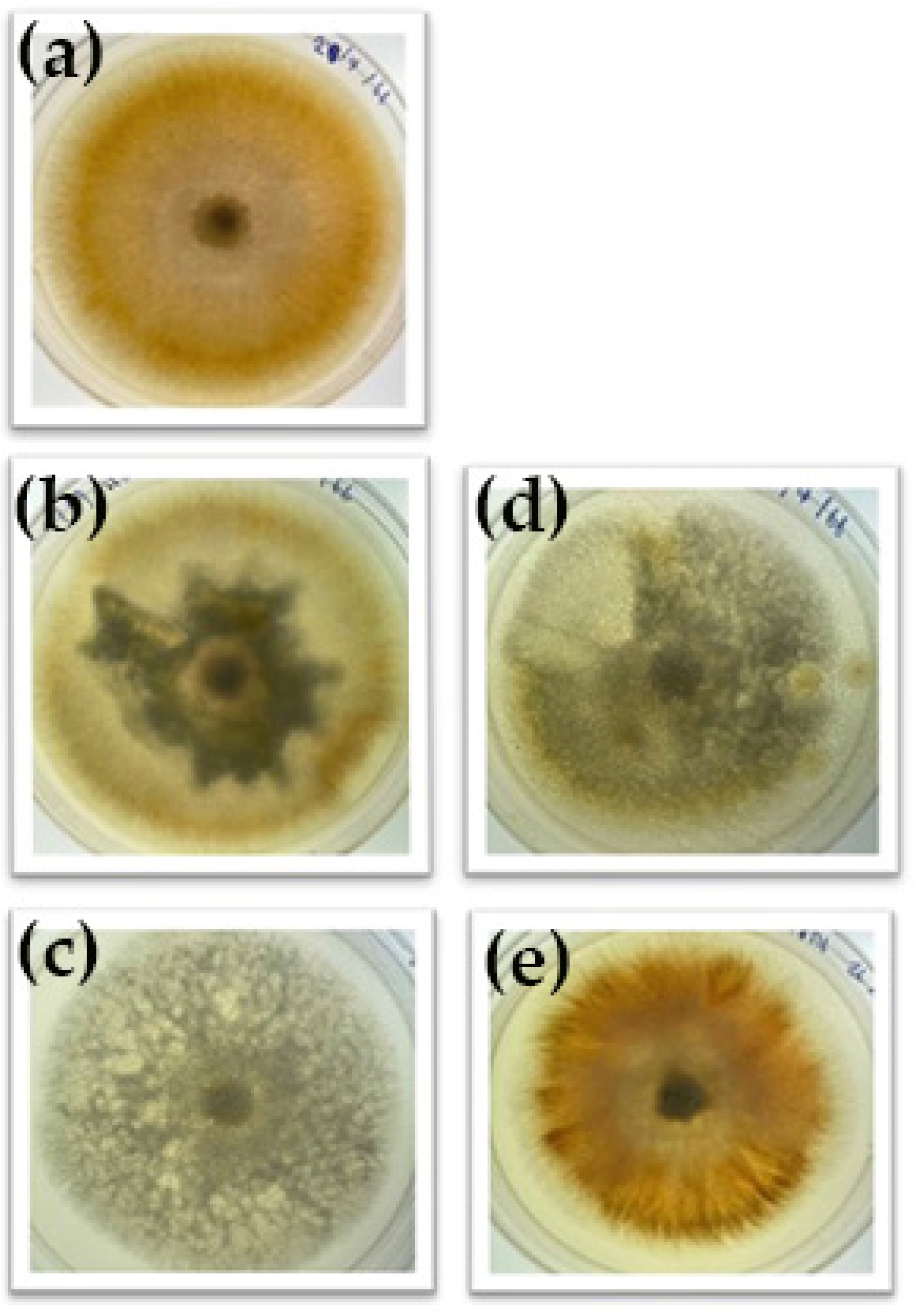 Pharmaceutics 17 01170 g003
