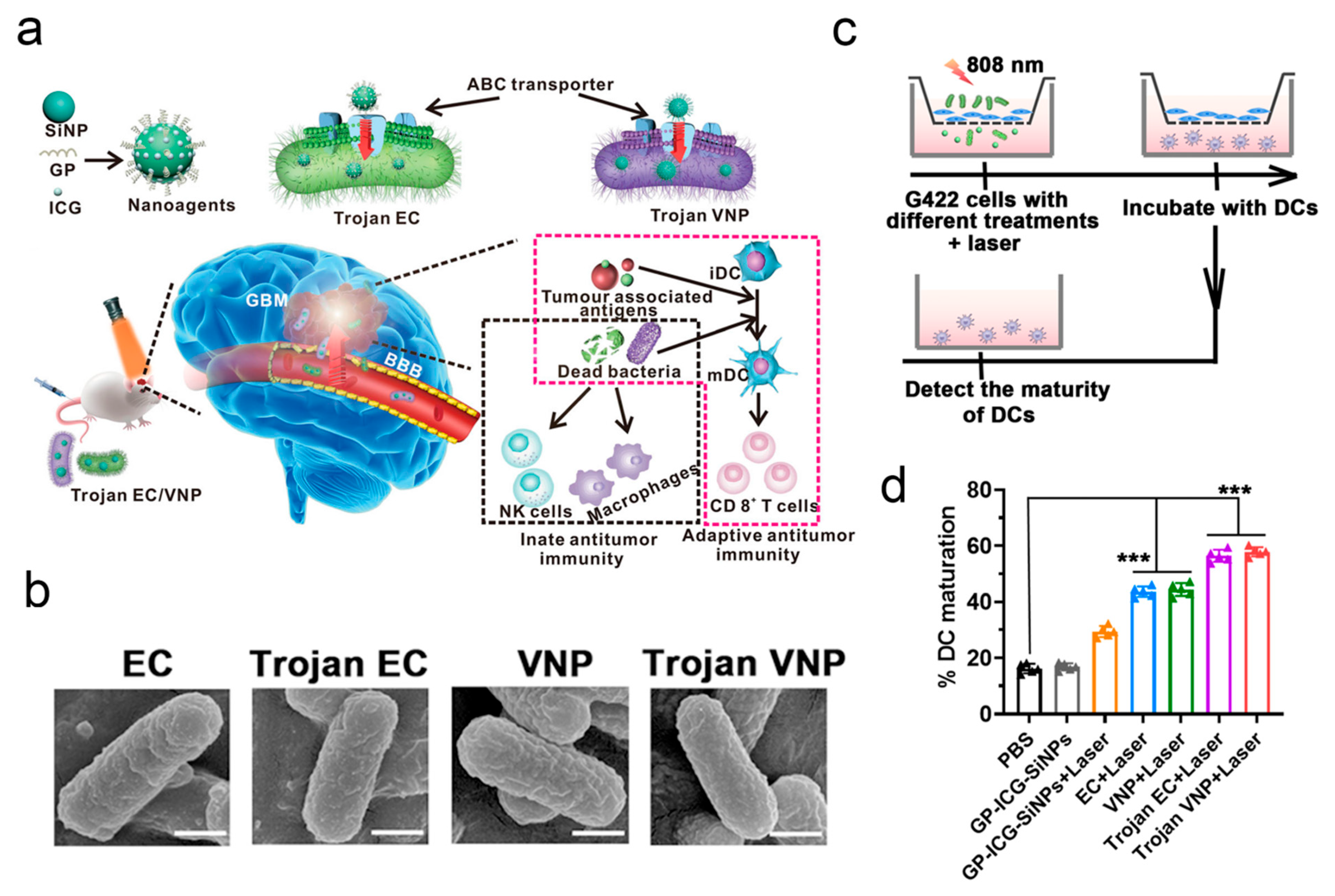 Pharmaceutics 17 01175 g001