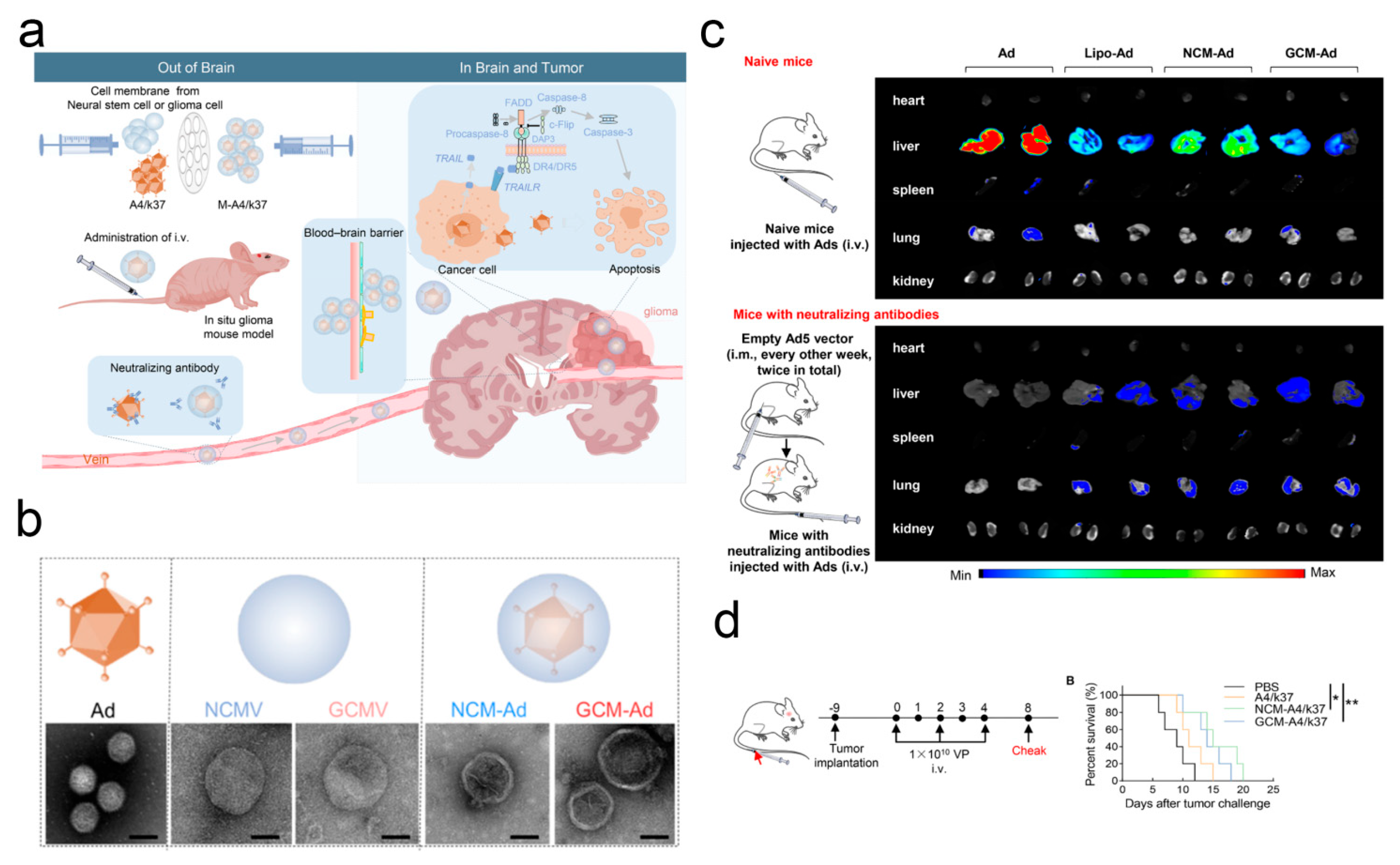Pharmaceutics 17 01175 g003