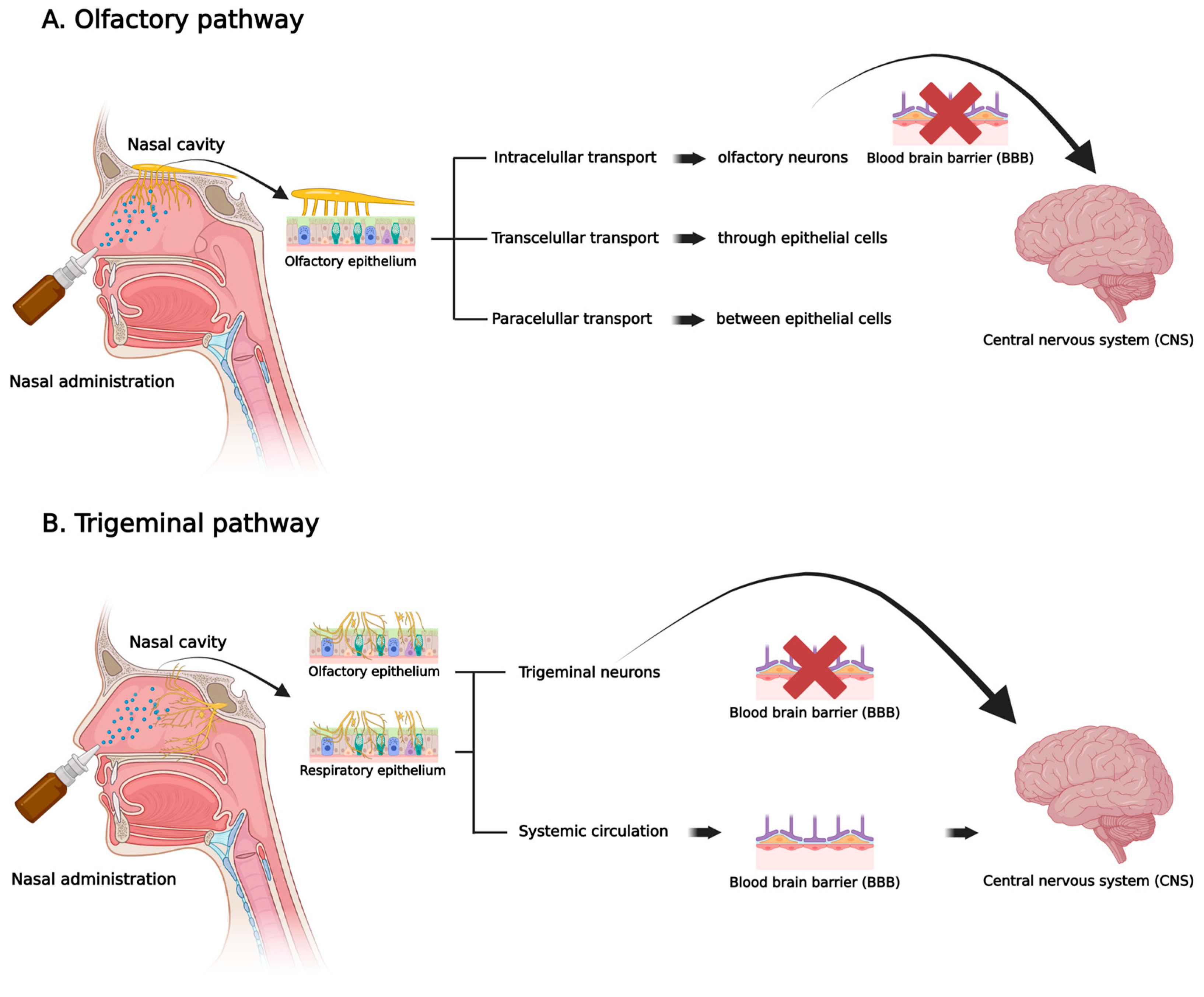Pharmaceutics 17 01177 g001 Pharmaceutics 17 01177 g001