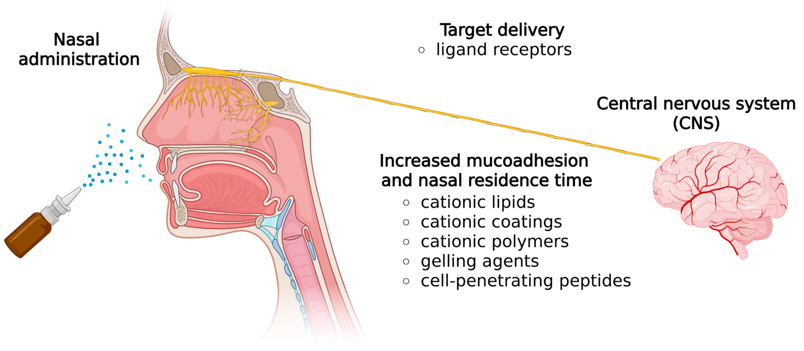 Pharmaceutics 17 01177 g003 Pharmaceutics 17 01177 g003