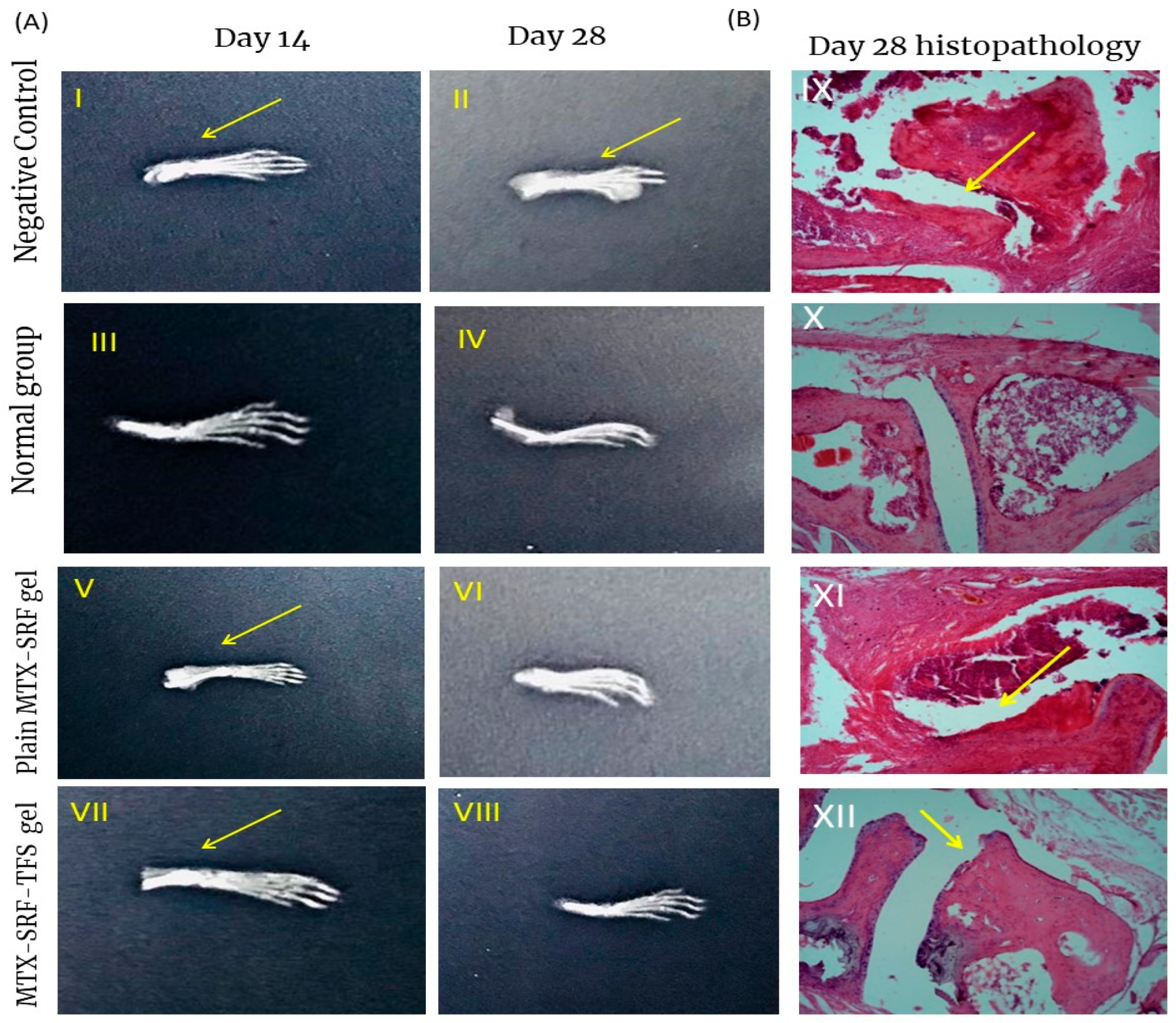 Pharmaceutics 17 01196 g004
