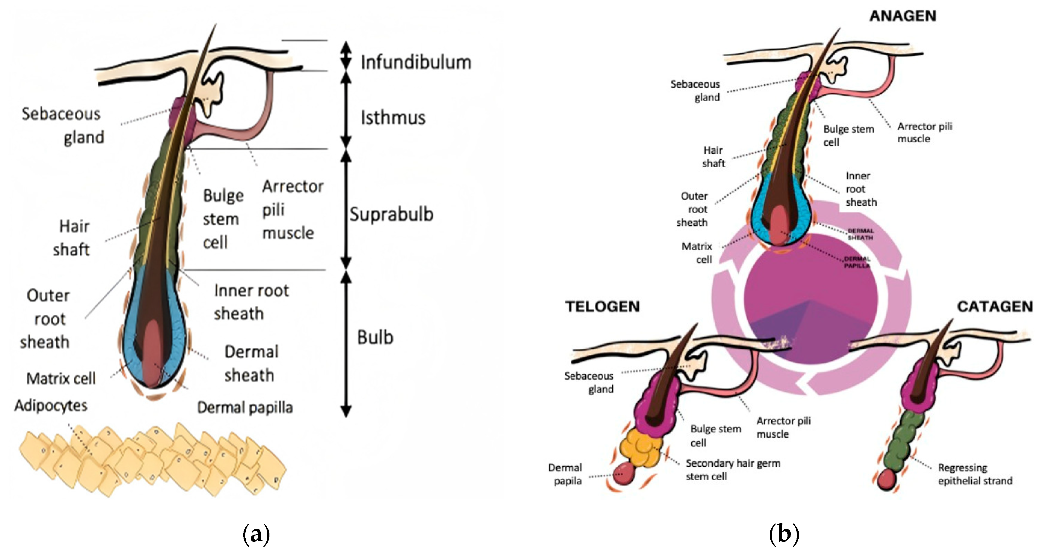 Pharmaceutics 17 01220 g001