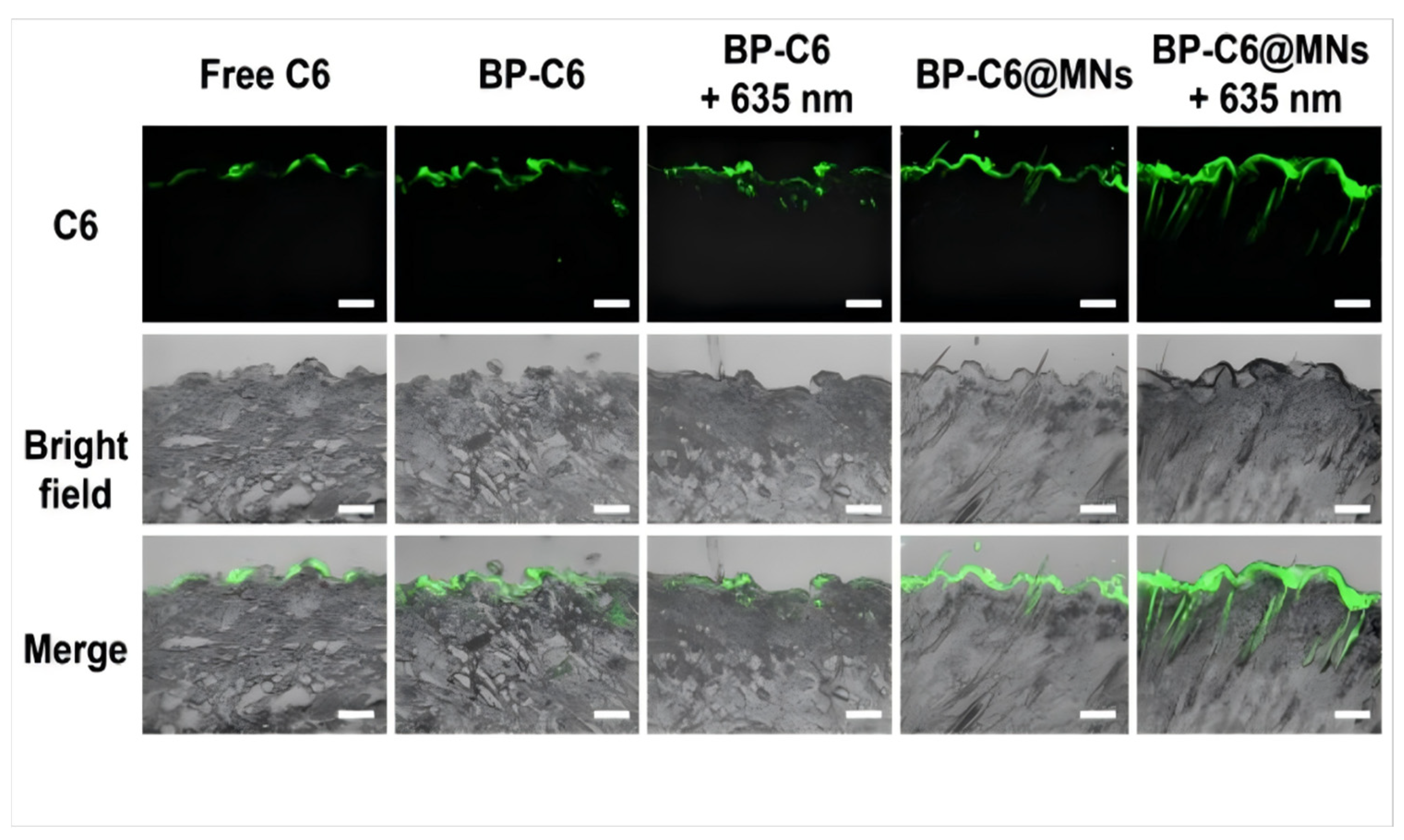 Pharmaceutics 17 01220 g003