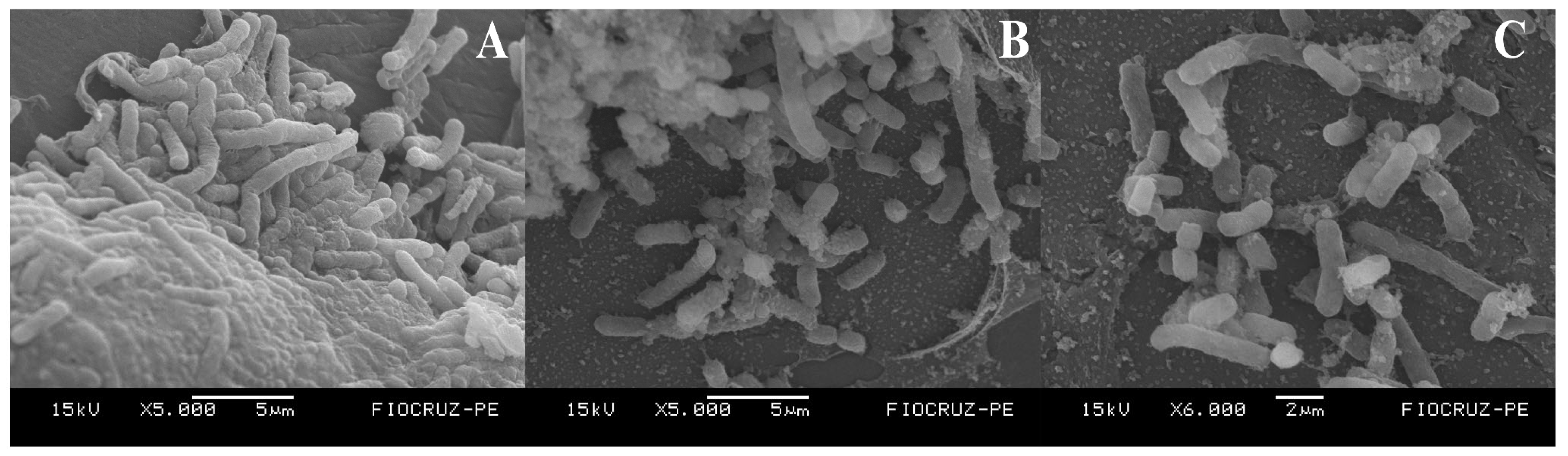 Pharmaceutics 17 01227 g009
