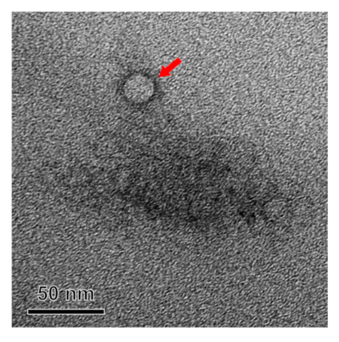 Pharmaceutics 17 01230 g004 Pharmaceutics 17 01230 g004