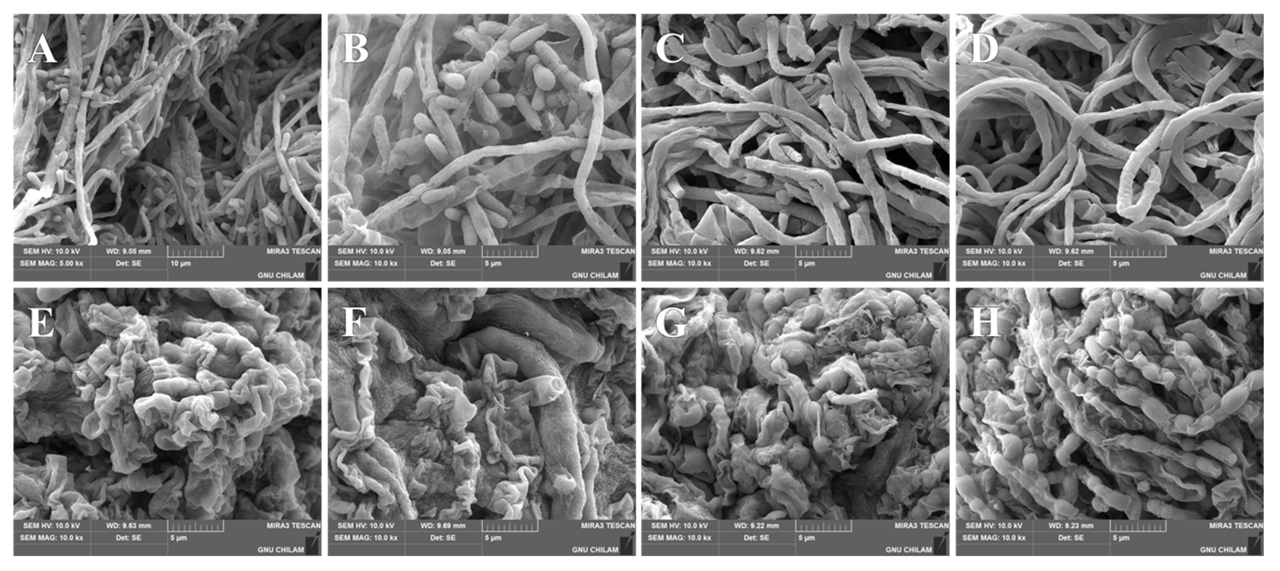 Pharmaceutics 17 01230 g008 Pharmaceutics 17 01230 g008