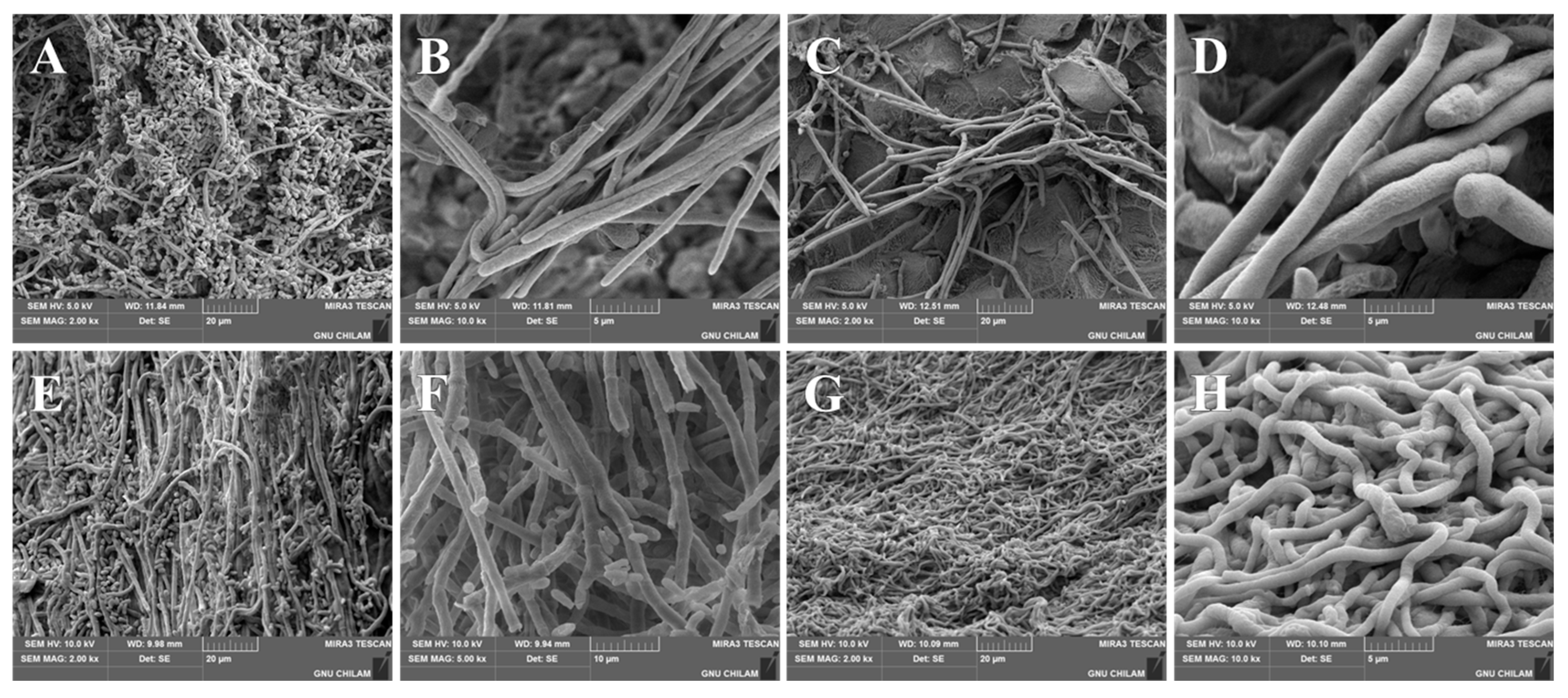 Pharmaceutics 17 01230 g009 Pharmaceutics 17 01230 g009