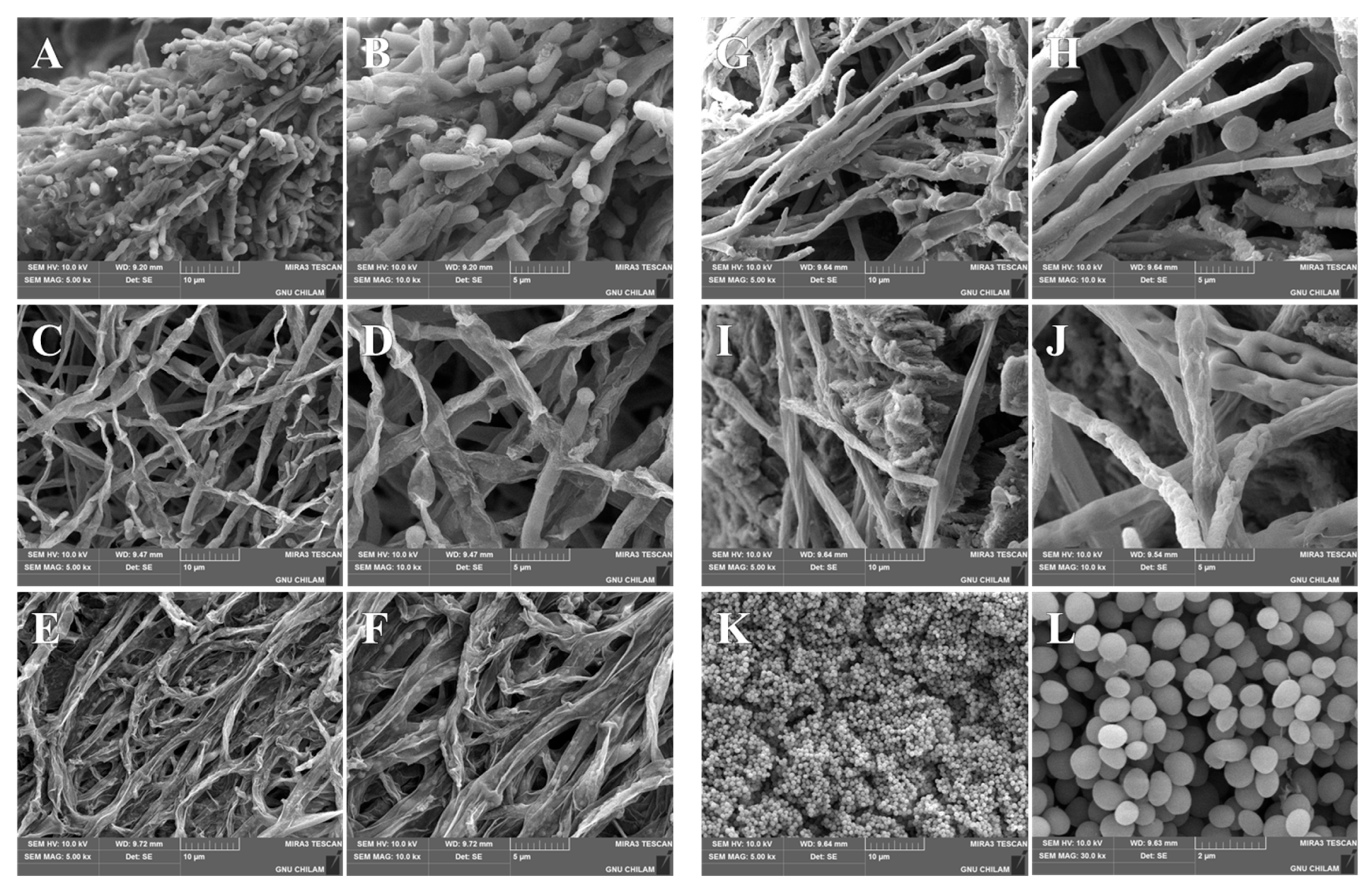 Pharmaceutics 17 01230 g011 Pharmaceutics 17 01230 g011
