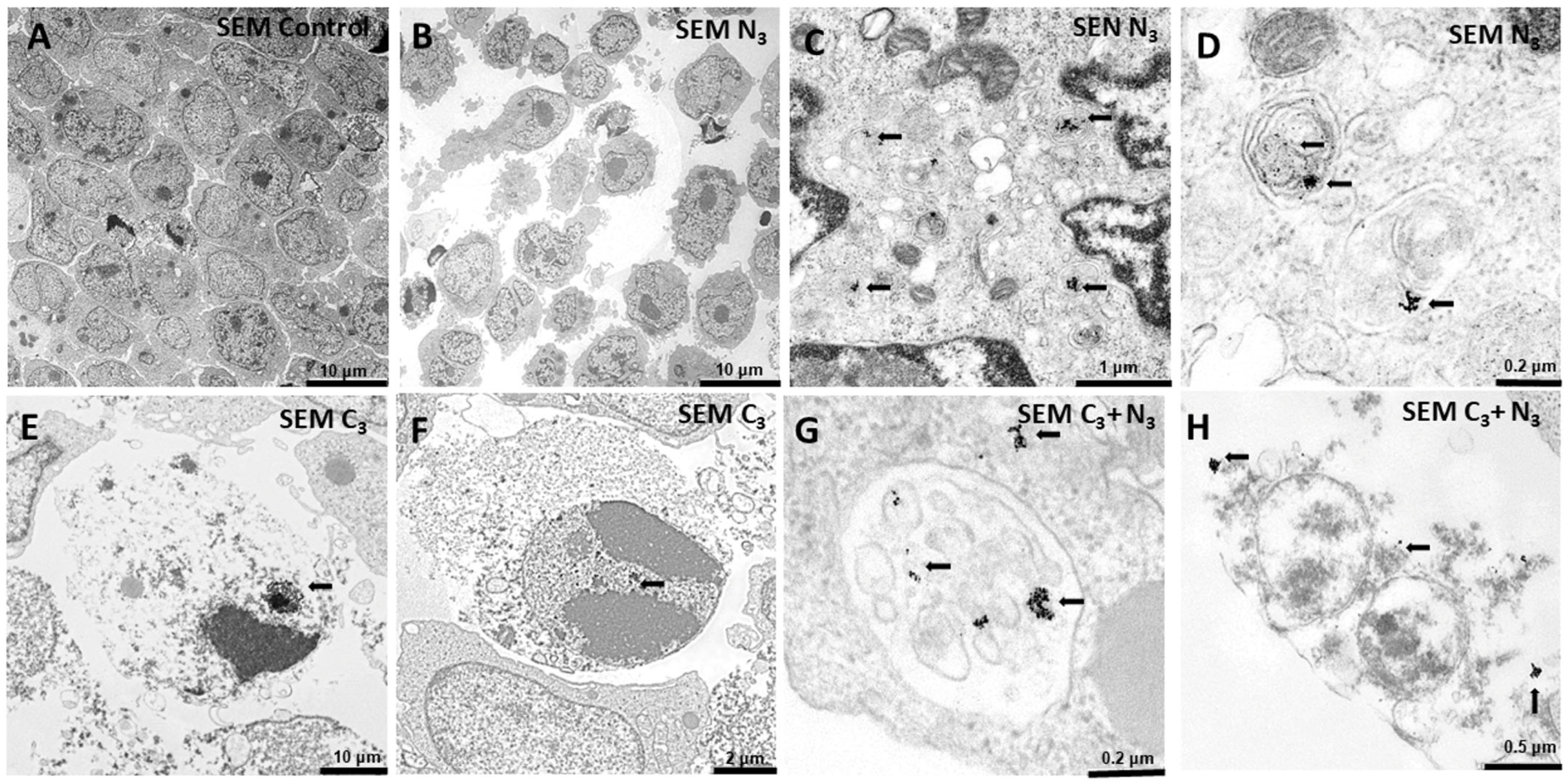 Pharmaceutics 17 01236 g009 Pharmaceutics 17 01236 g009