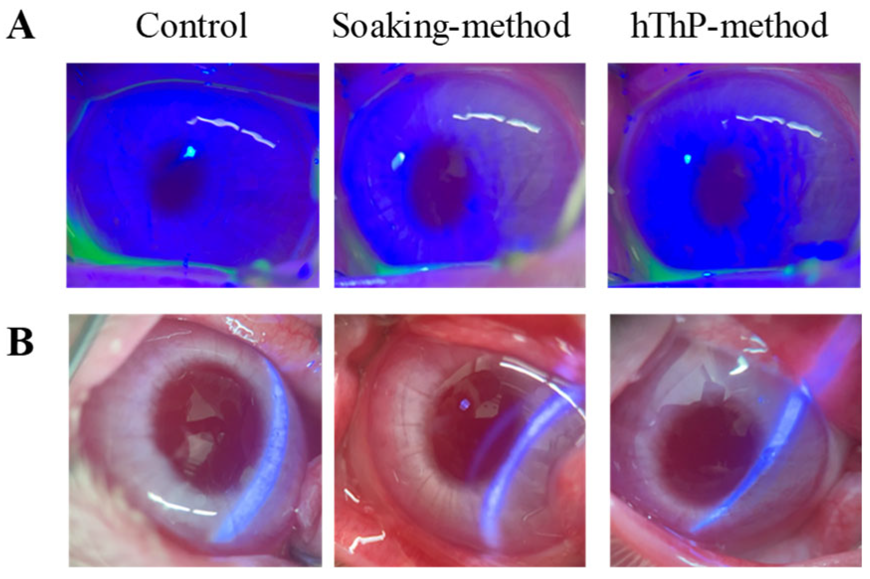 Pharmaceutics 17 01240 g006