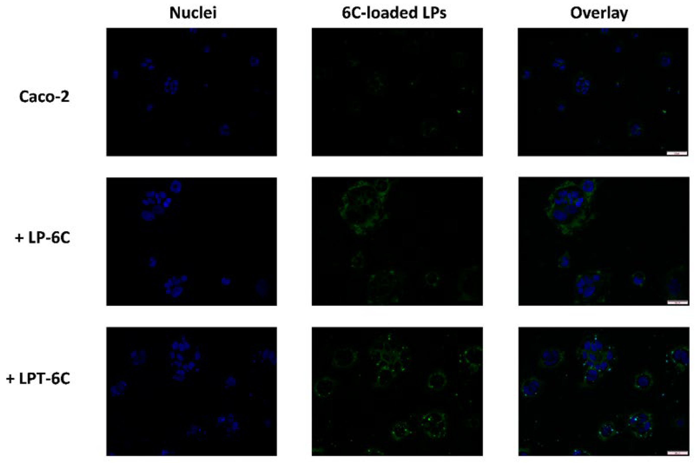 Pharmaceutics 17 01244 g003