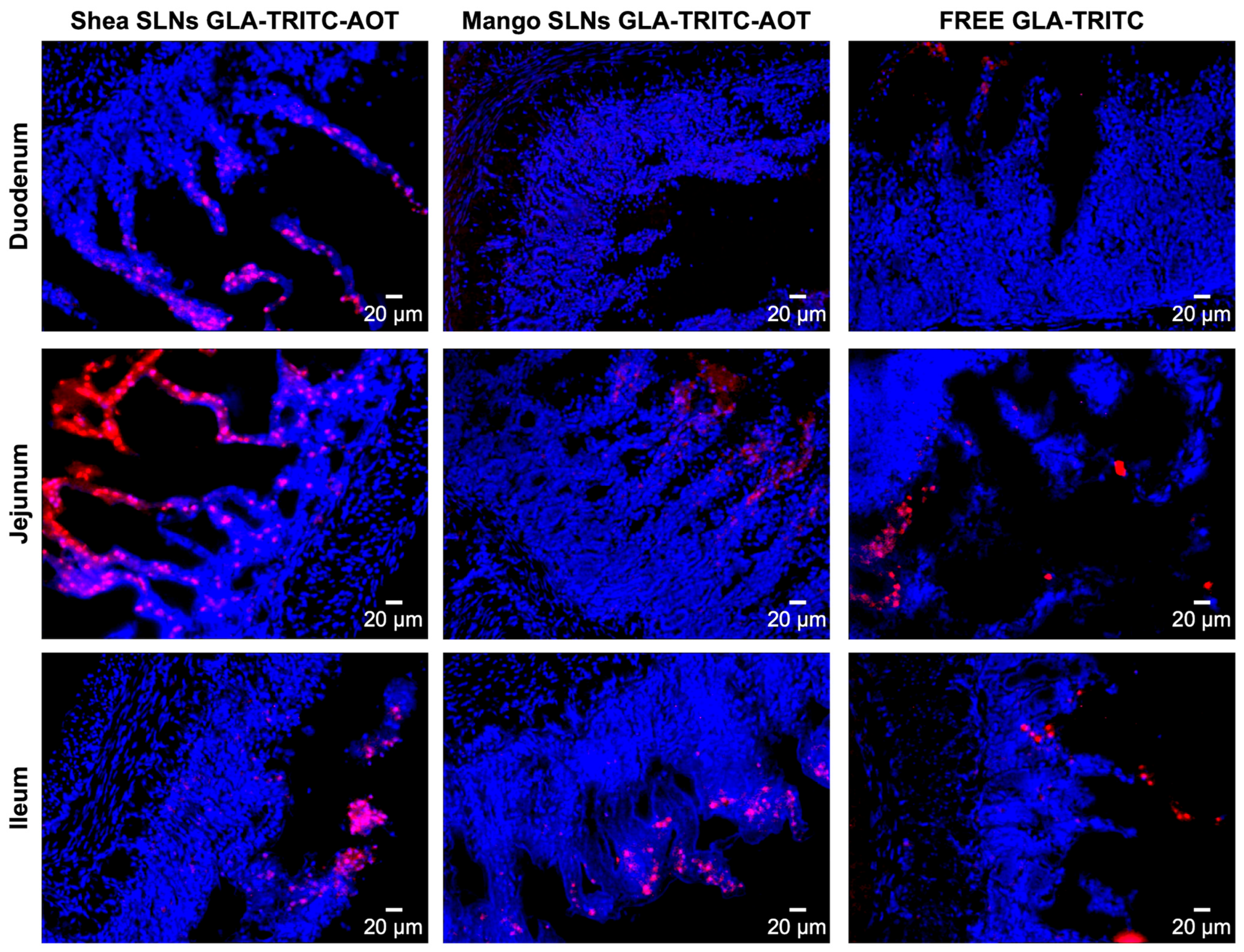Pharmaceutics 17 01261 g003