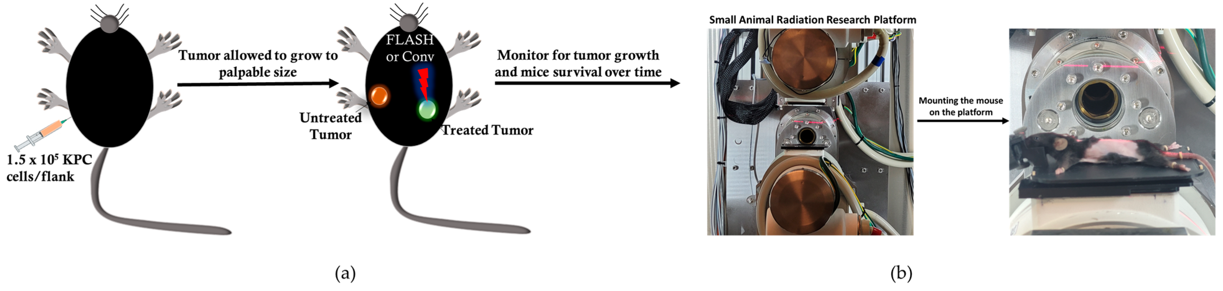 Pharmaceutics 17 01273 g002