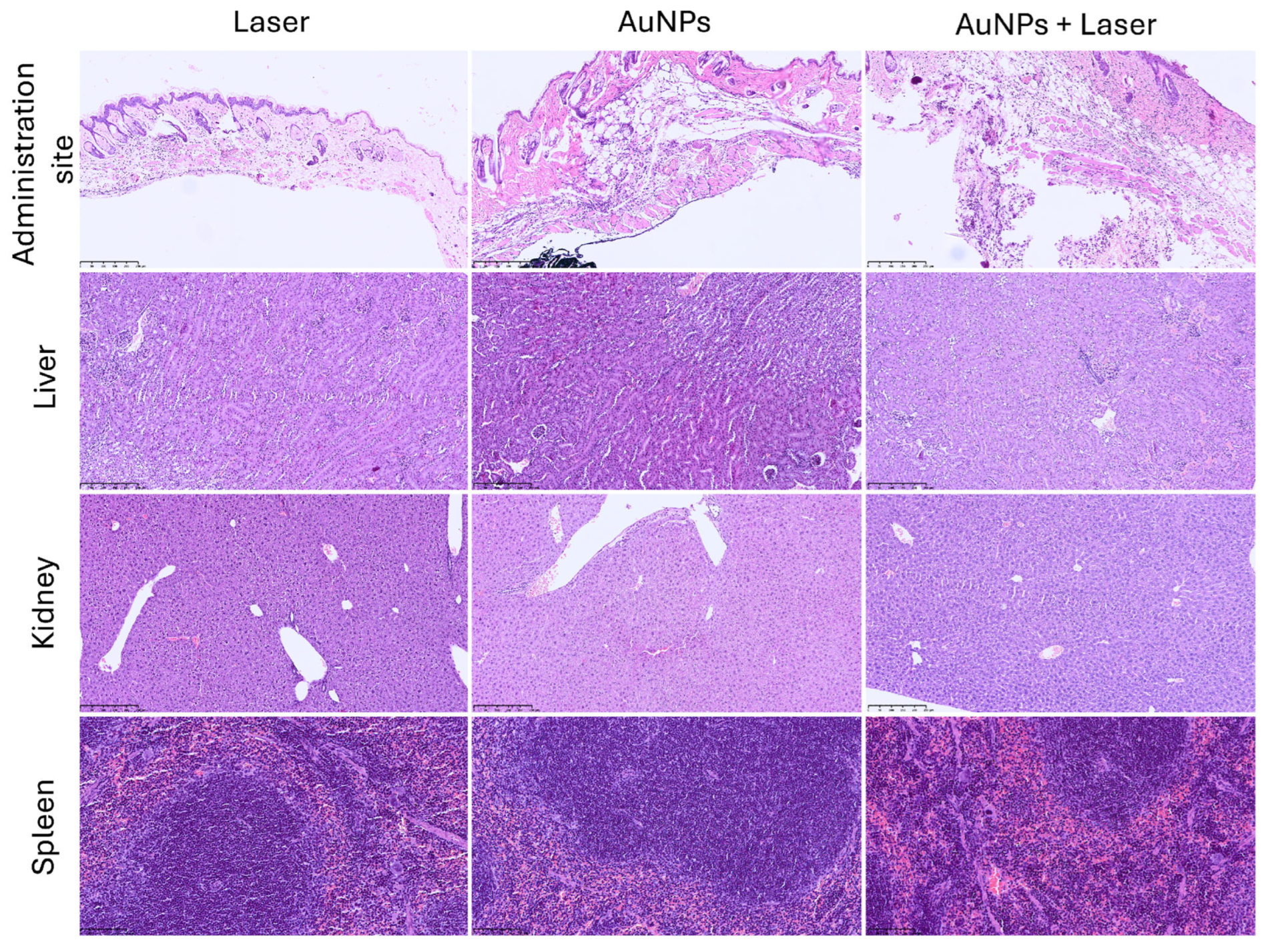 Pharmaceutics 17 01283 g007
