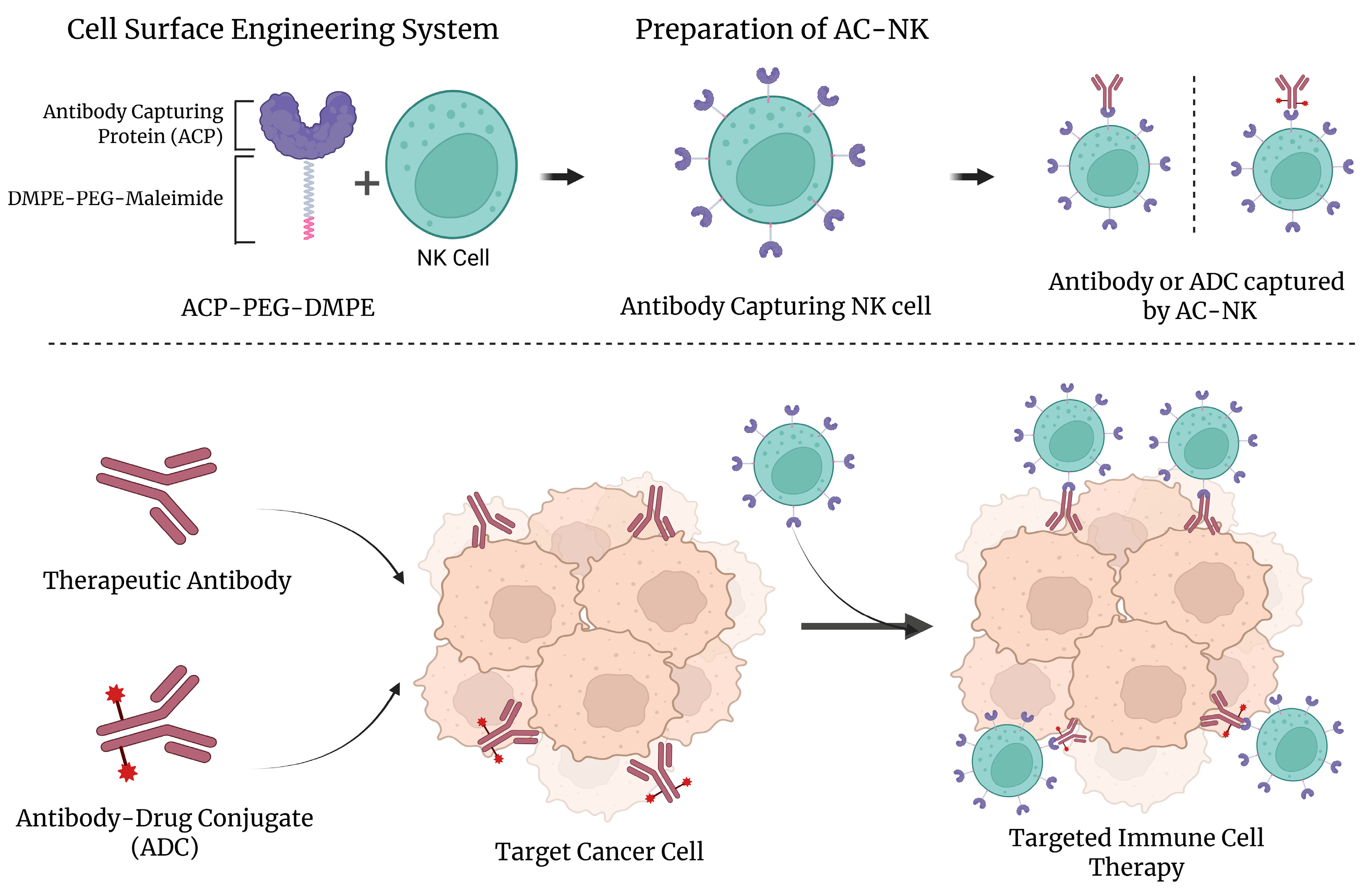 Surface Engineering of Natural Killer Cells with Lipid-Based