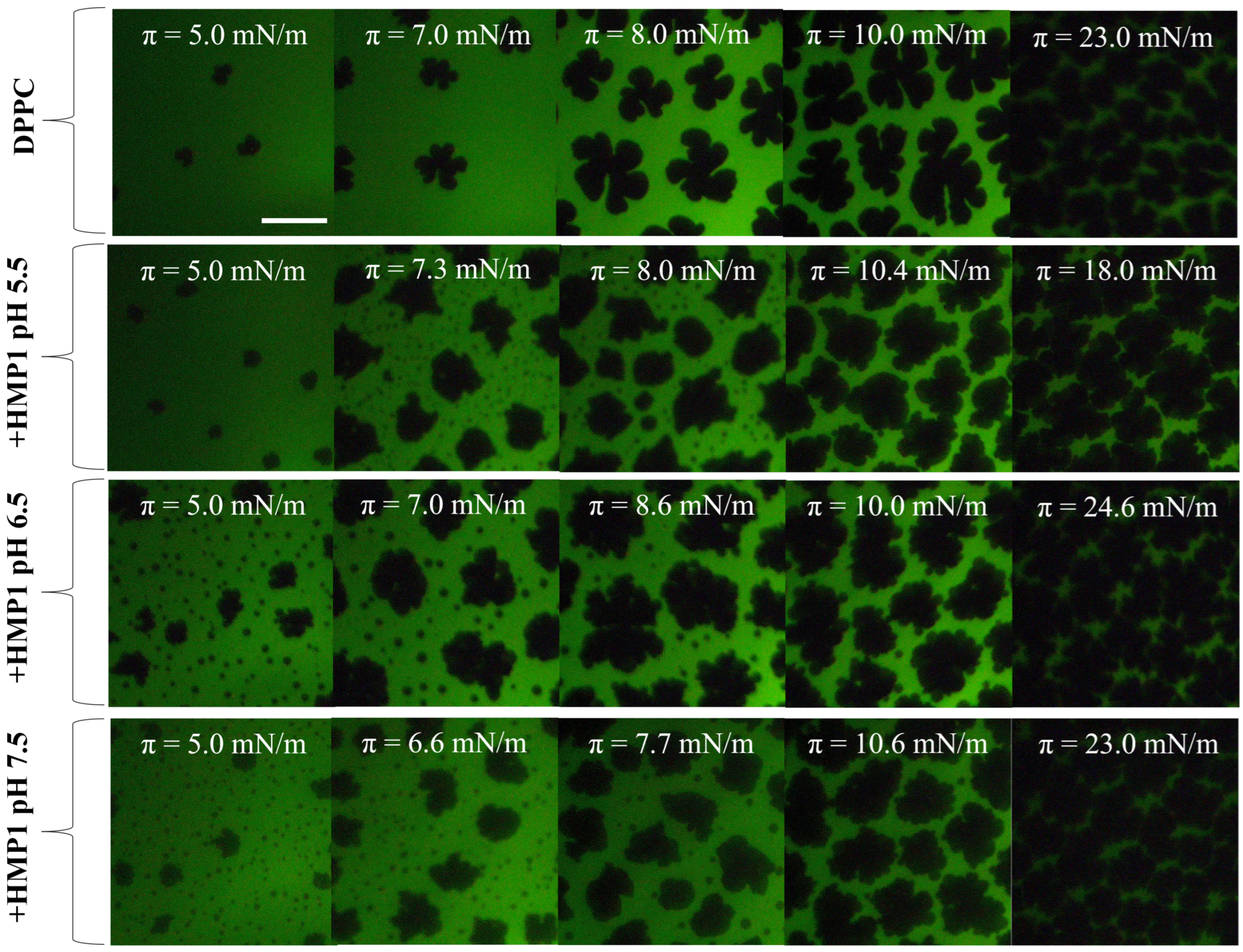 Pharmaceutics 17 01287 g004
