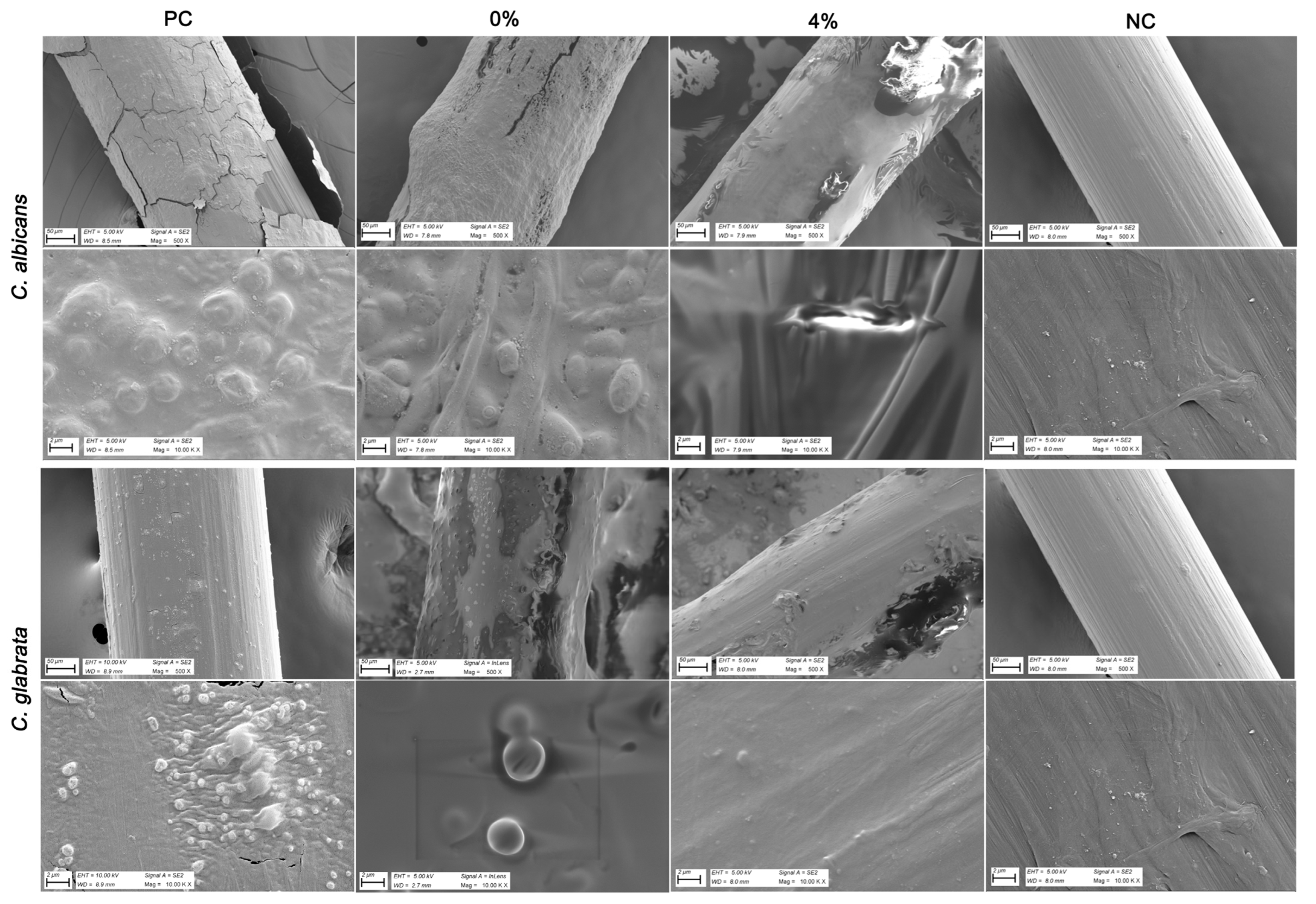 Pharmaceutics 17 01304 g004 Pharmaceutics 17 01304 g004