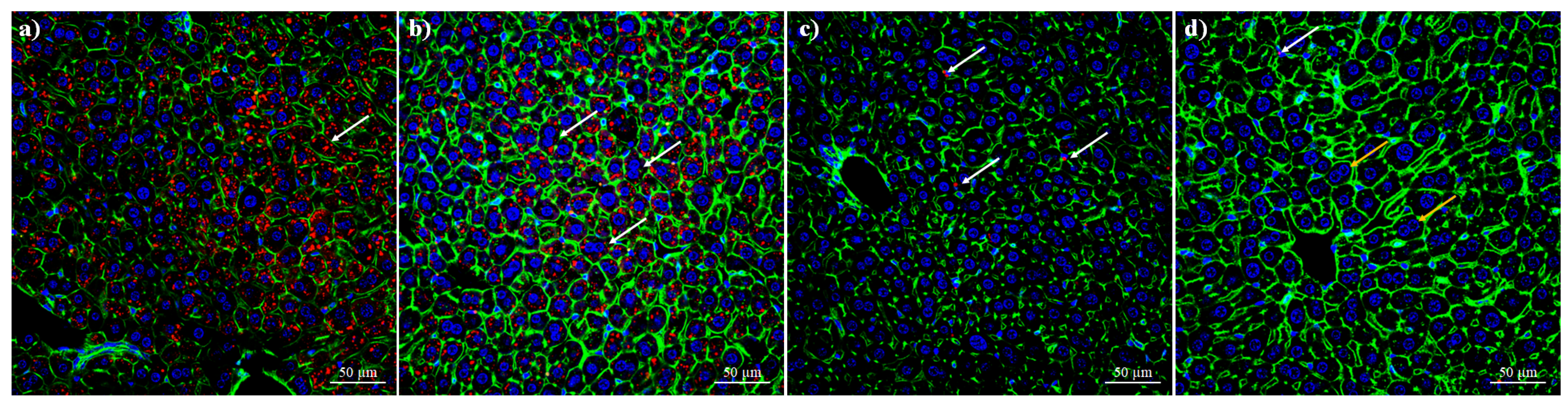 Pharmaceutics 17 01306 g014 Pharmaceutics 17 01306 g014