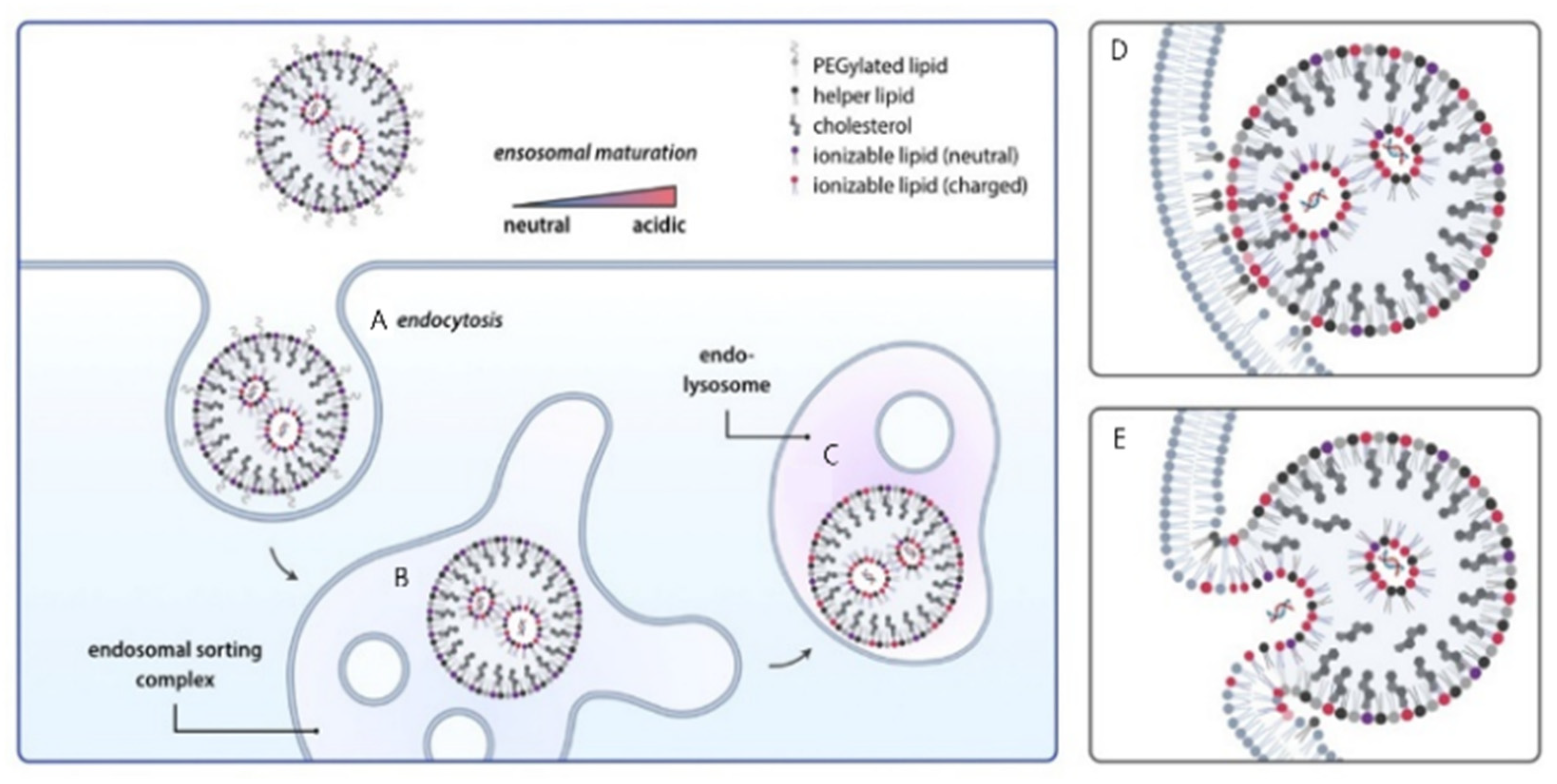 Pharmaceutics 17 01309 g007