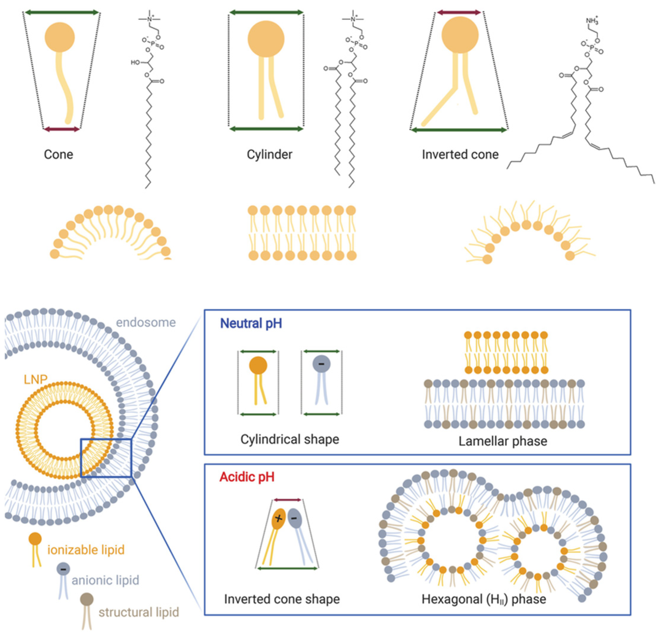 Pharmaceutics 17 01309 g009