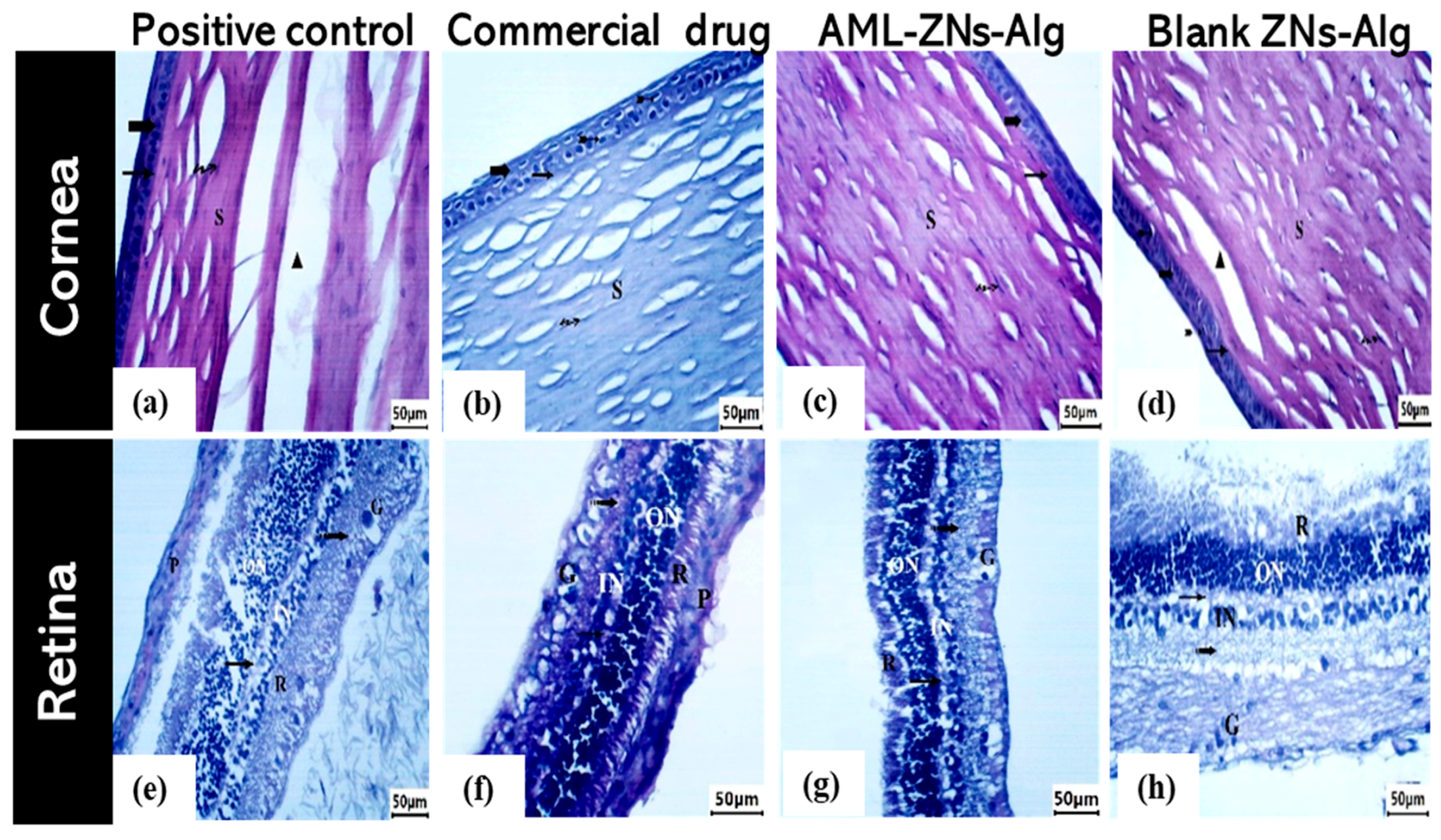 Pharmaceutics 17 01314 g011 Pharmaceutics 17 01314 g011