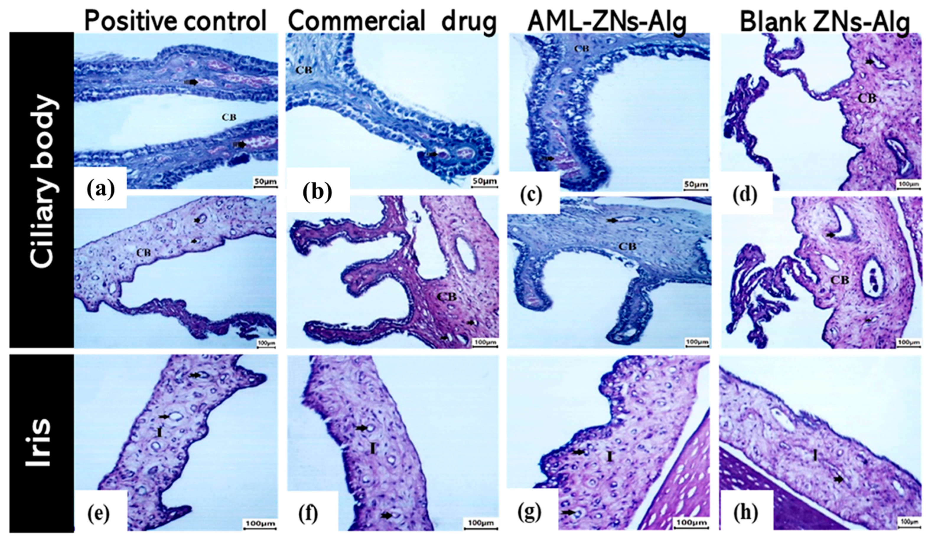 Pharmaceutics 17 01314 g012 Pharmaceutics 17 01314 g012
