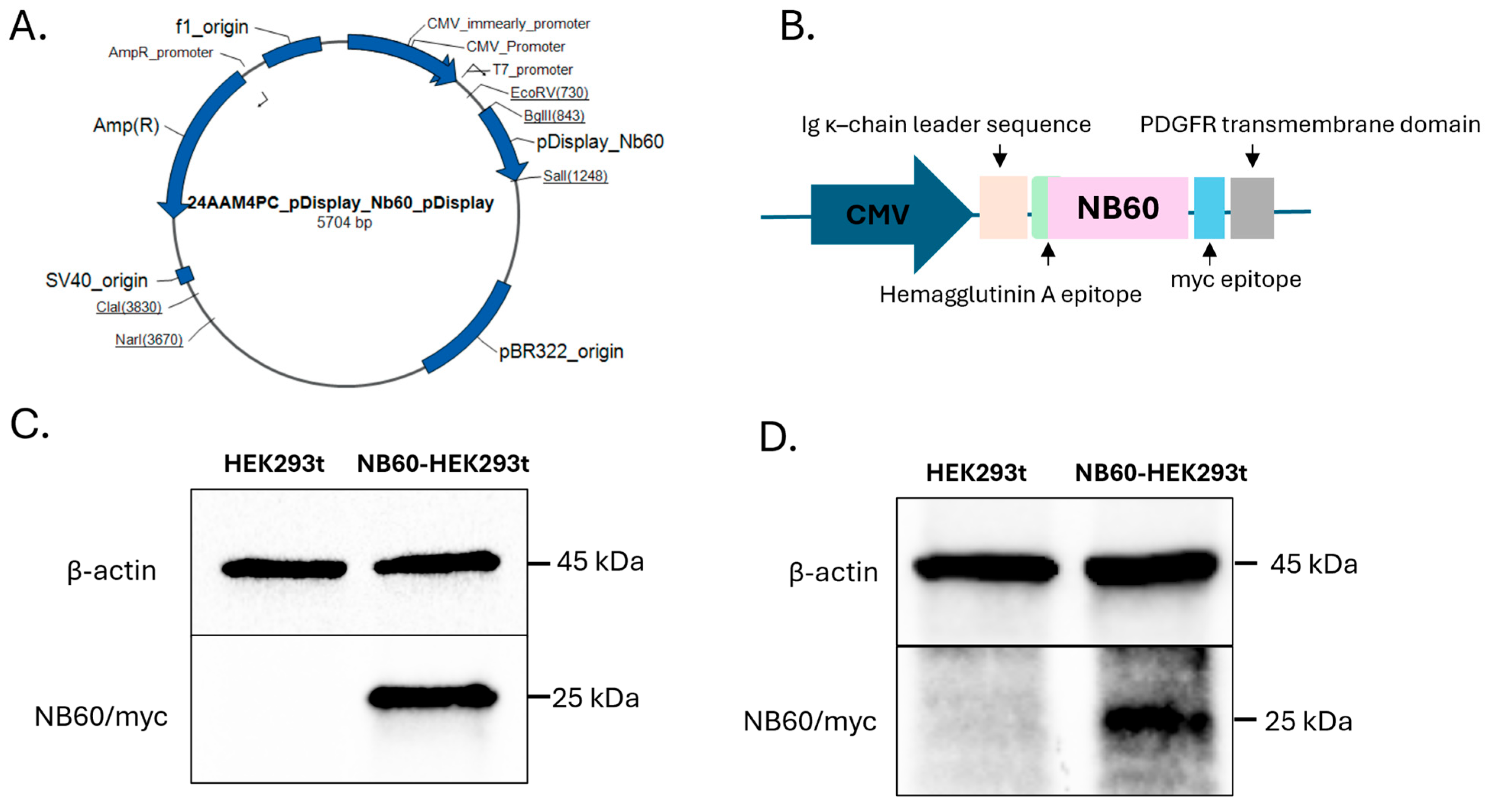 Pharmaceutics 17 01318 g001