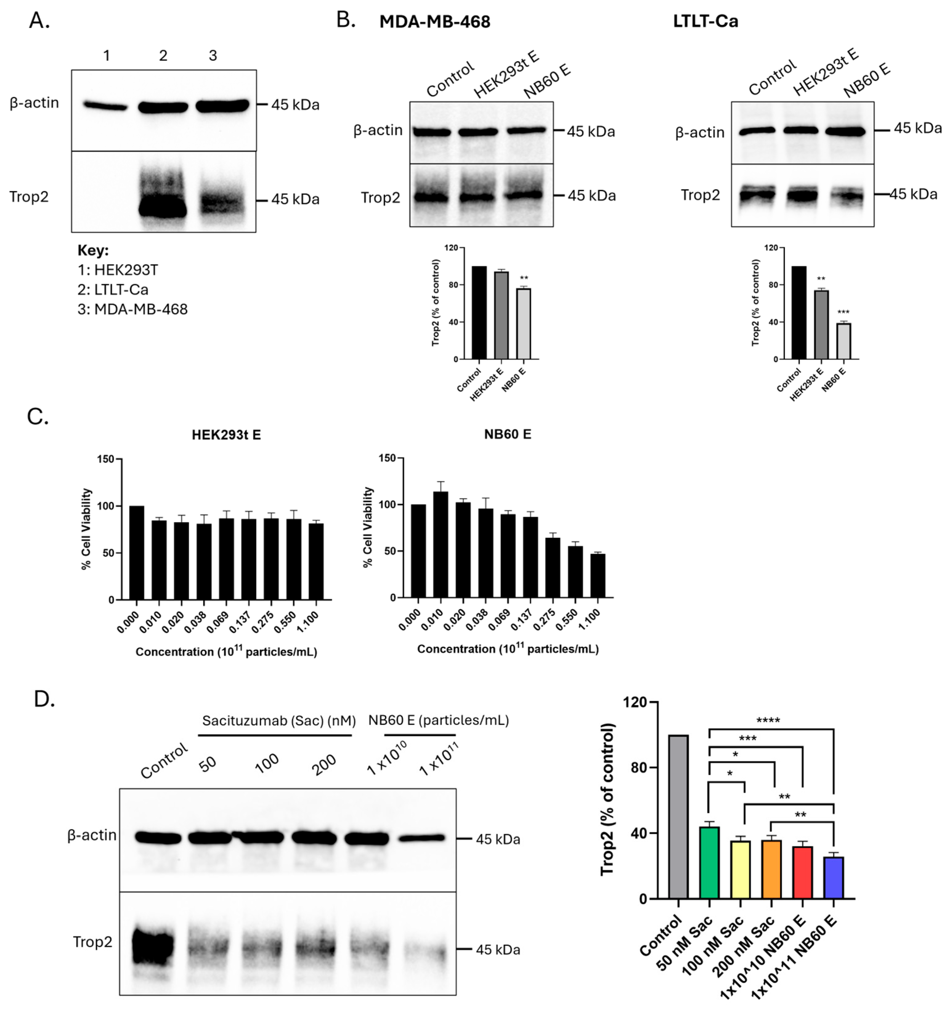 Pharmaceutics 17 01318 g005