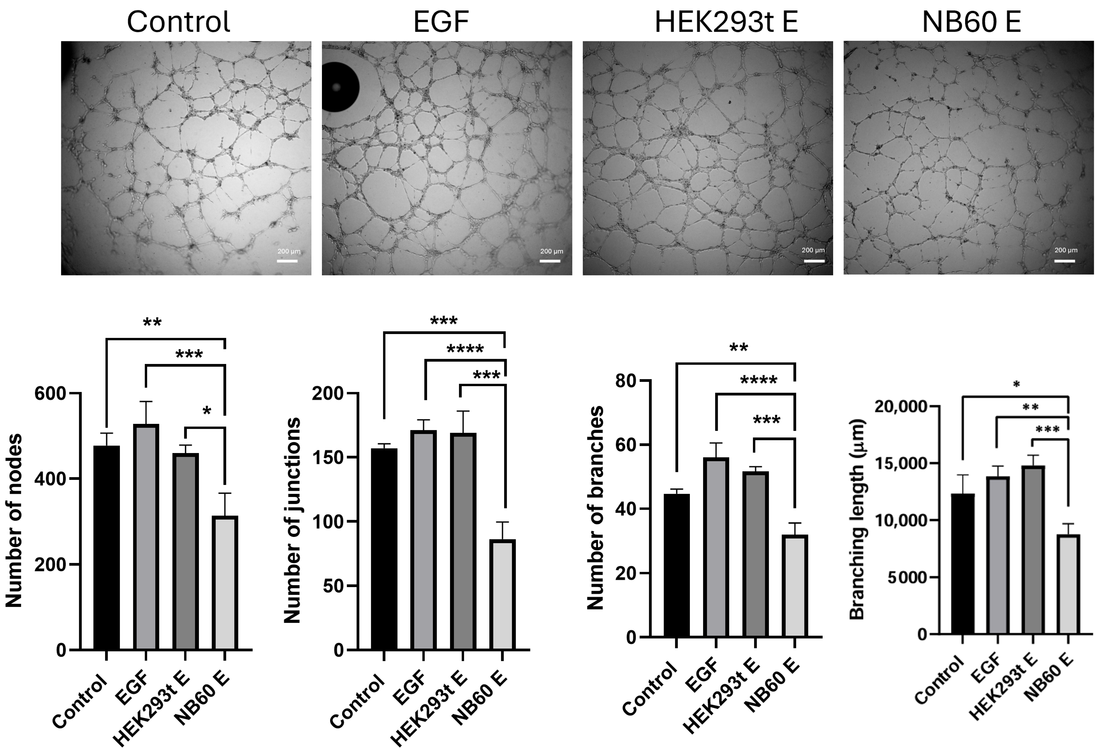 Pharmaceutics 17 01318 g008