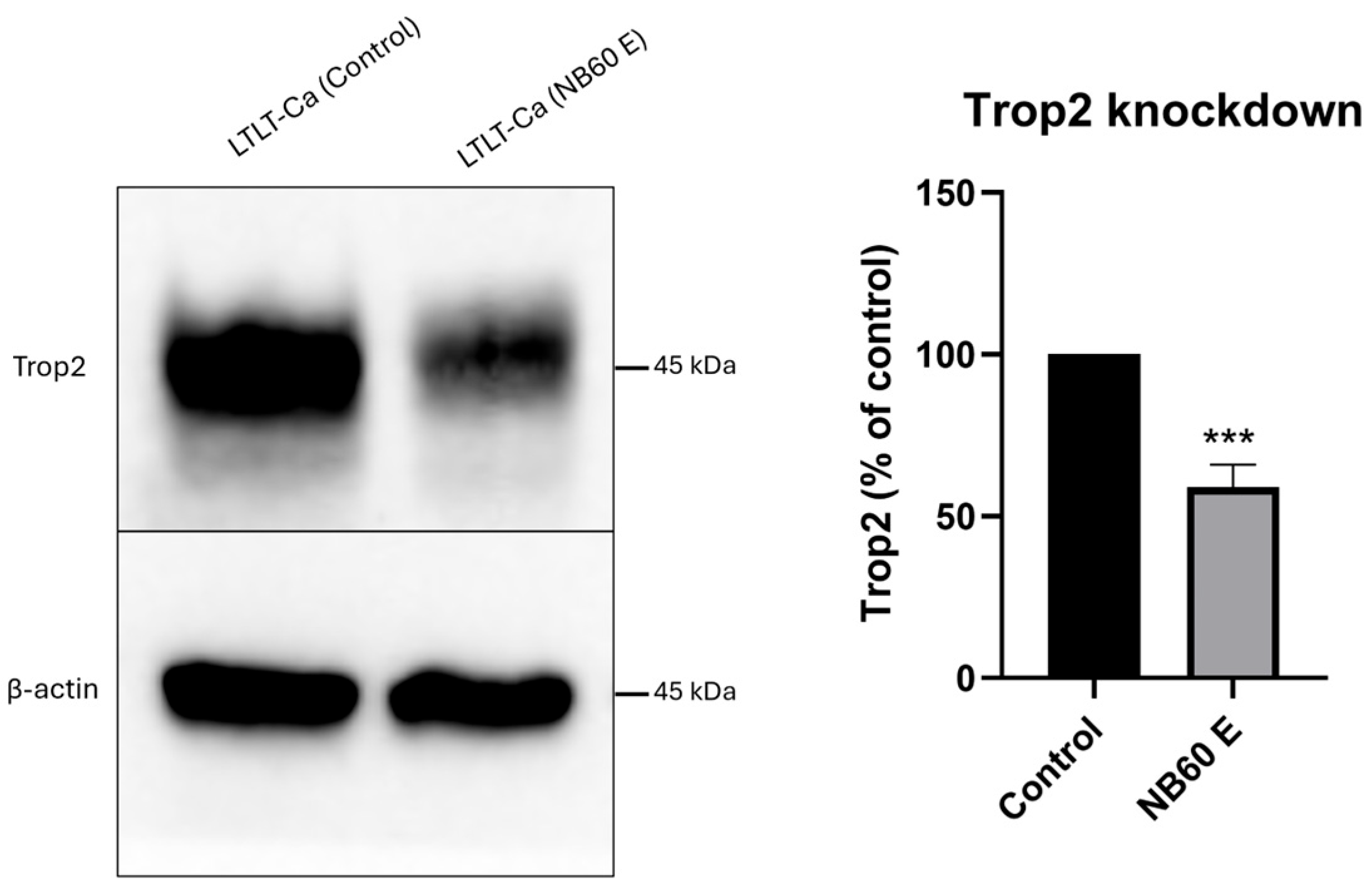 Pharmaceutics 17 01318 g010