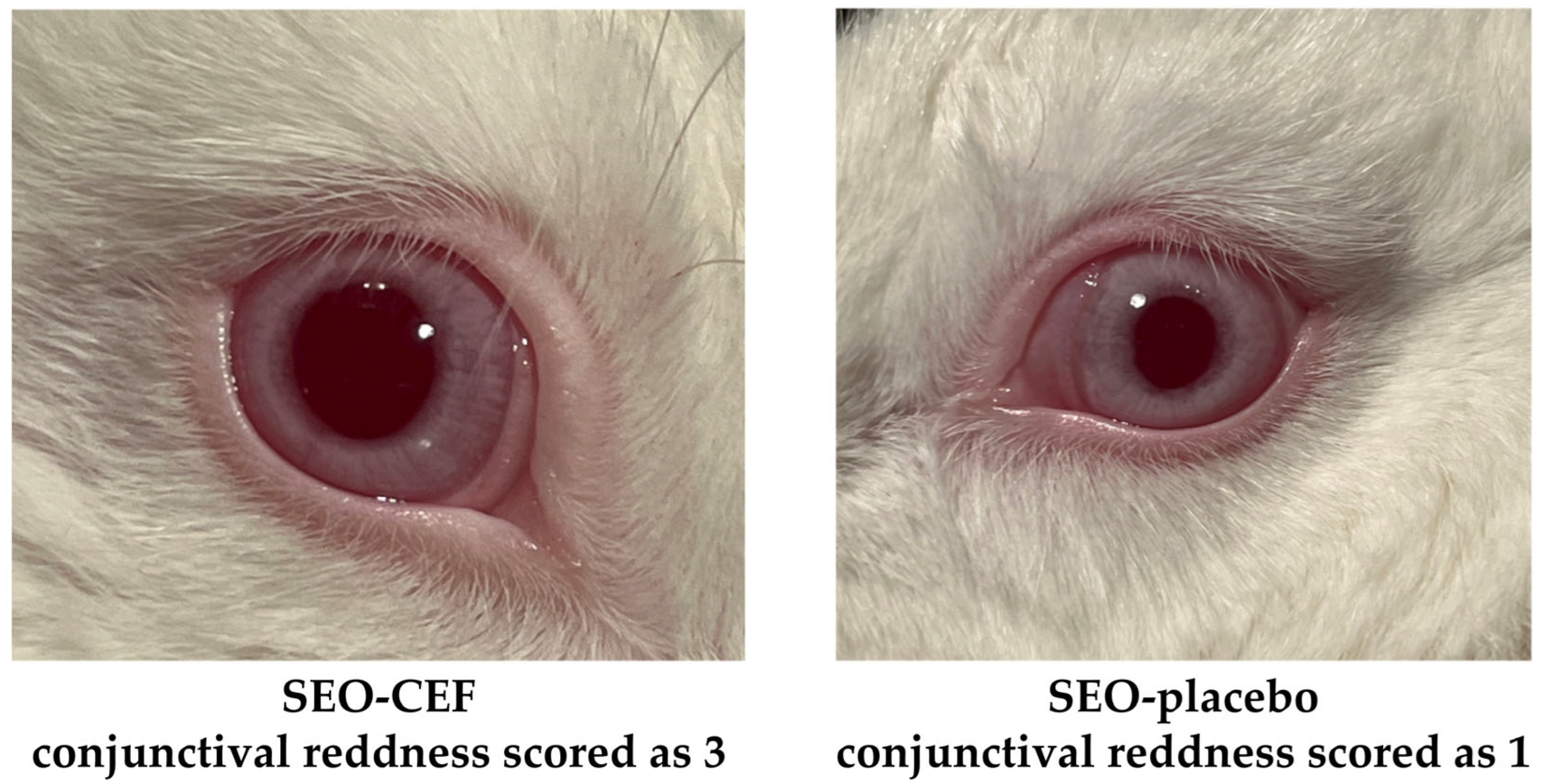 Pharmaceutics 17 01320 g004