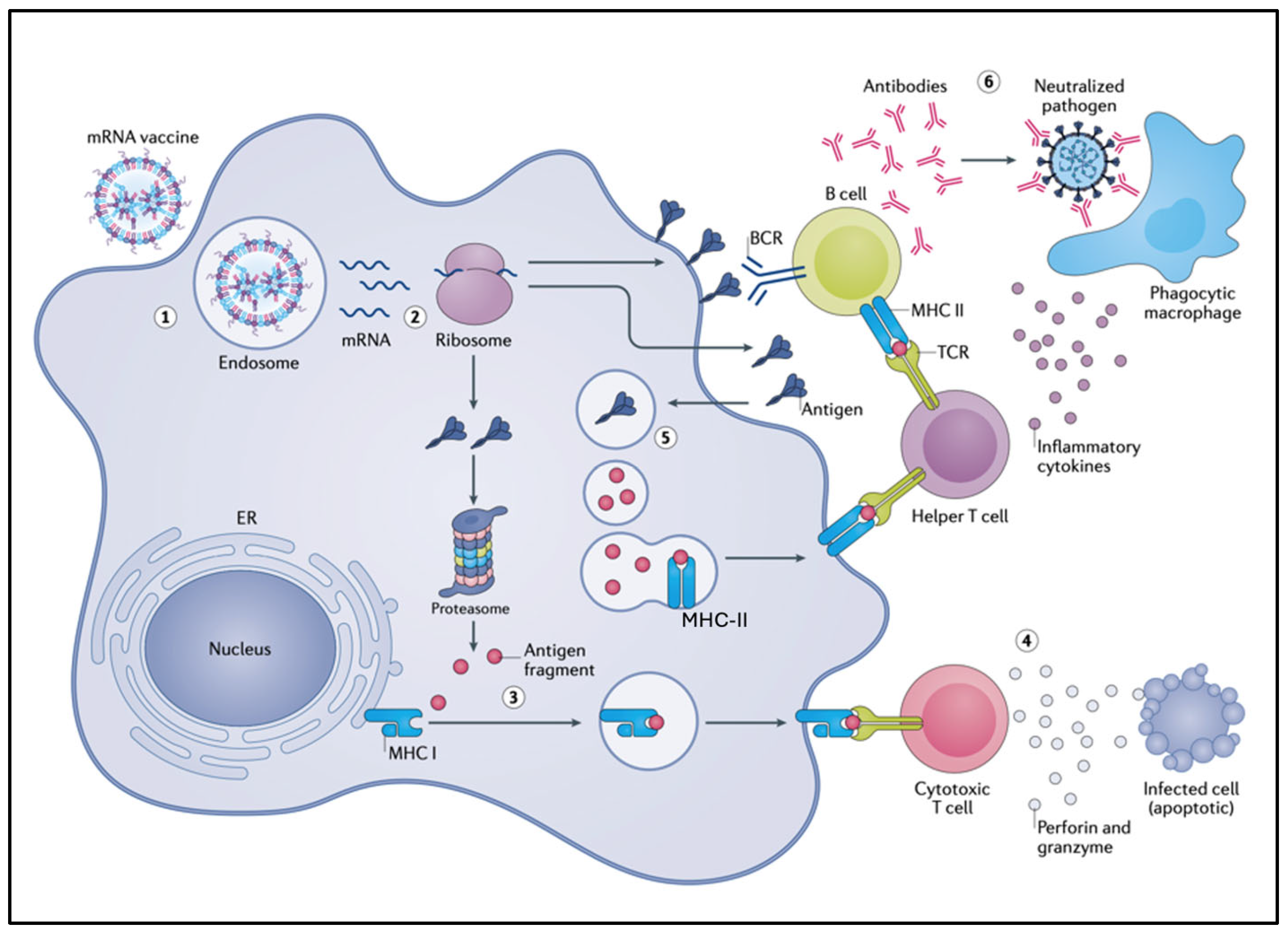 Pharmaceutics 17 01327 g001