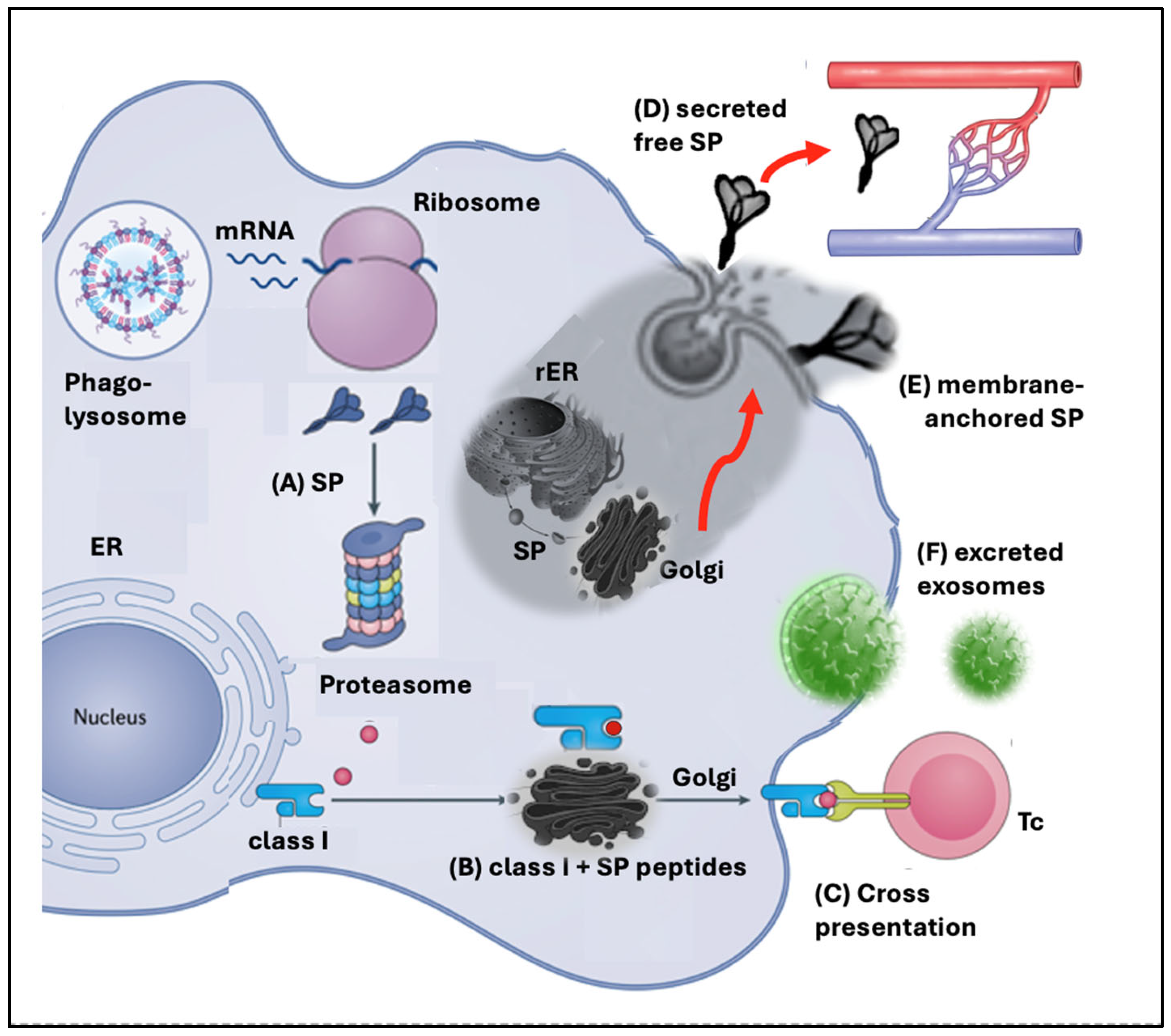 Pharmaceutics 17 01327 g002