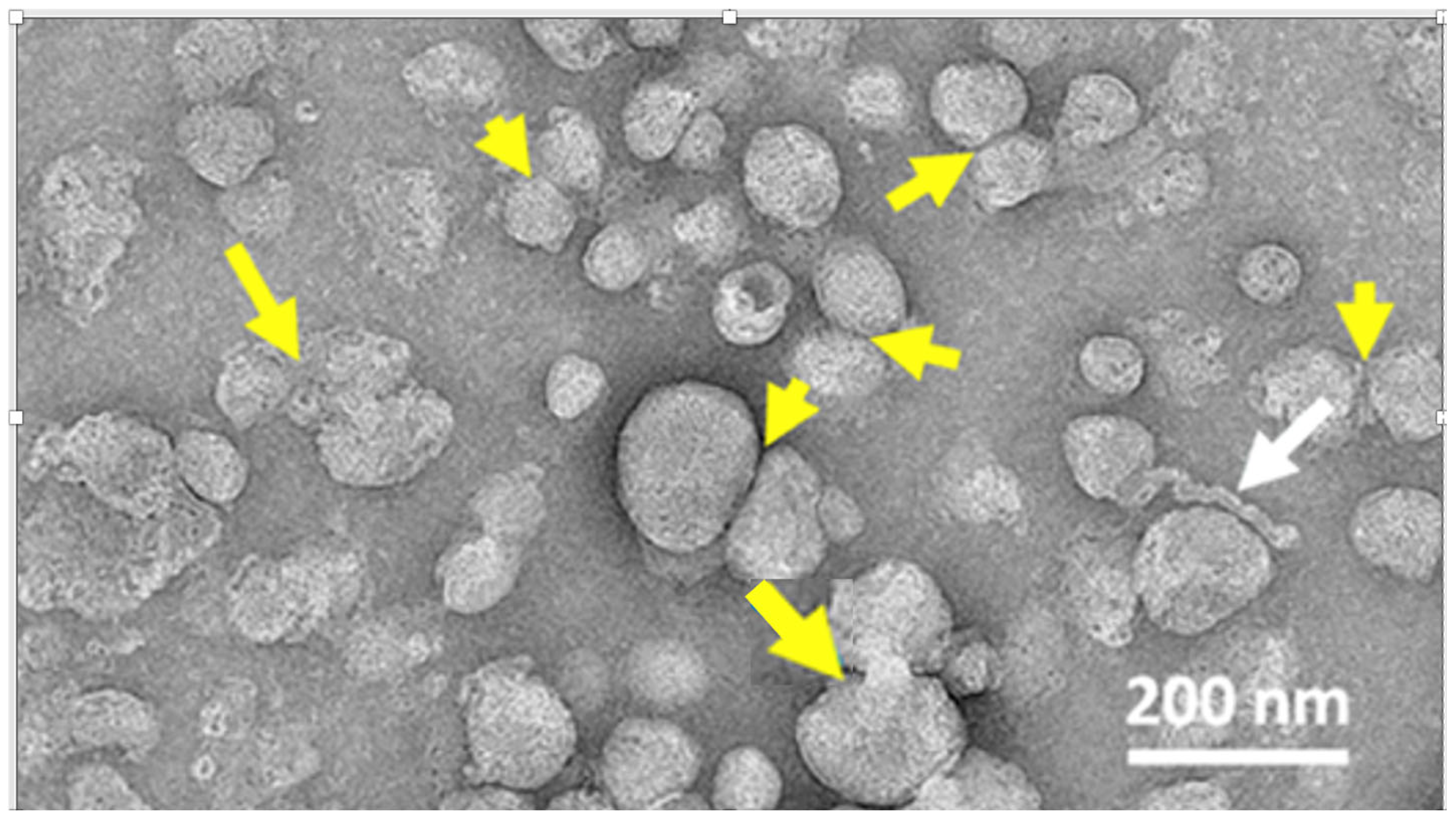 Pharmaceutics 17 01327 g008