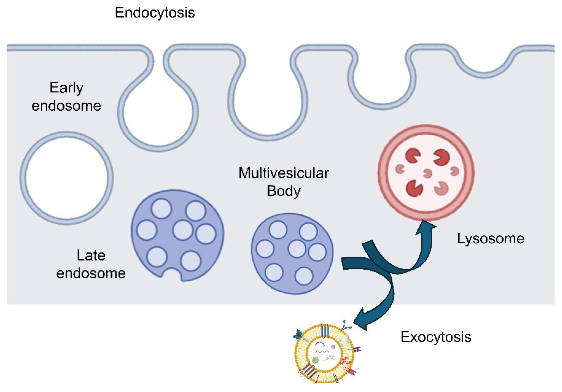 Pharmaceutics 17 01336 g001