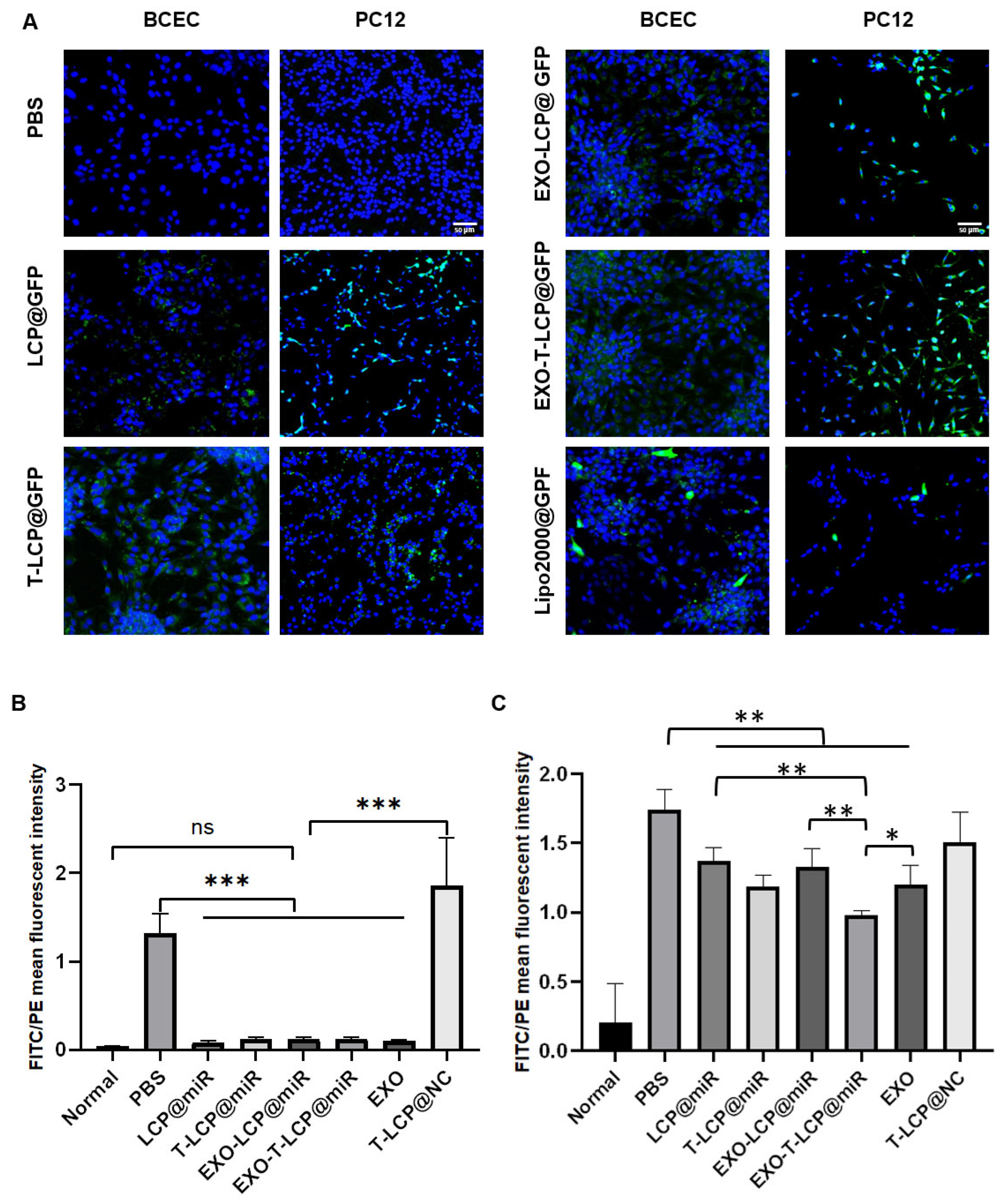 Pharmaceutics 17 01357 g004 Pharmaceutics 17 01357 g004