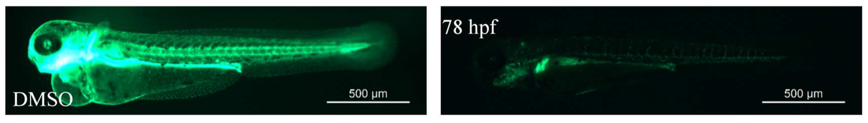 Pharmaceutics 17 01359 g003 Pharmaceutics 17 01359 g003