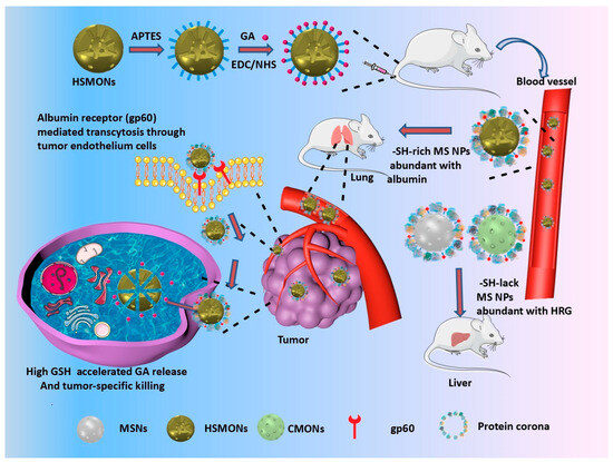 The Influence of the External Chemistry of Silica-Based Mesoporous
