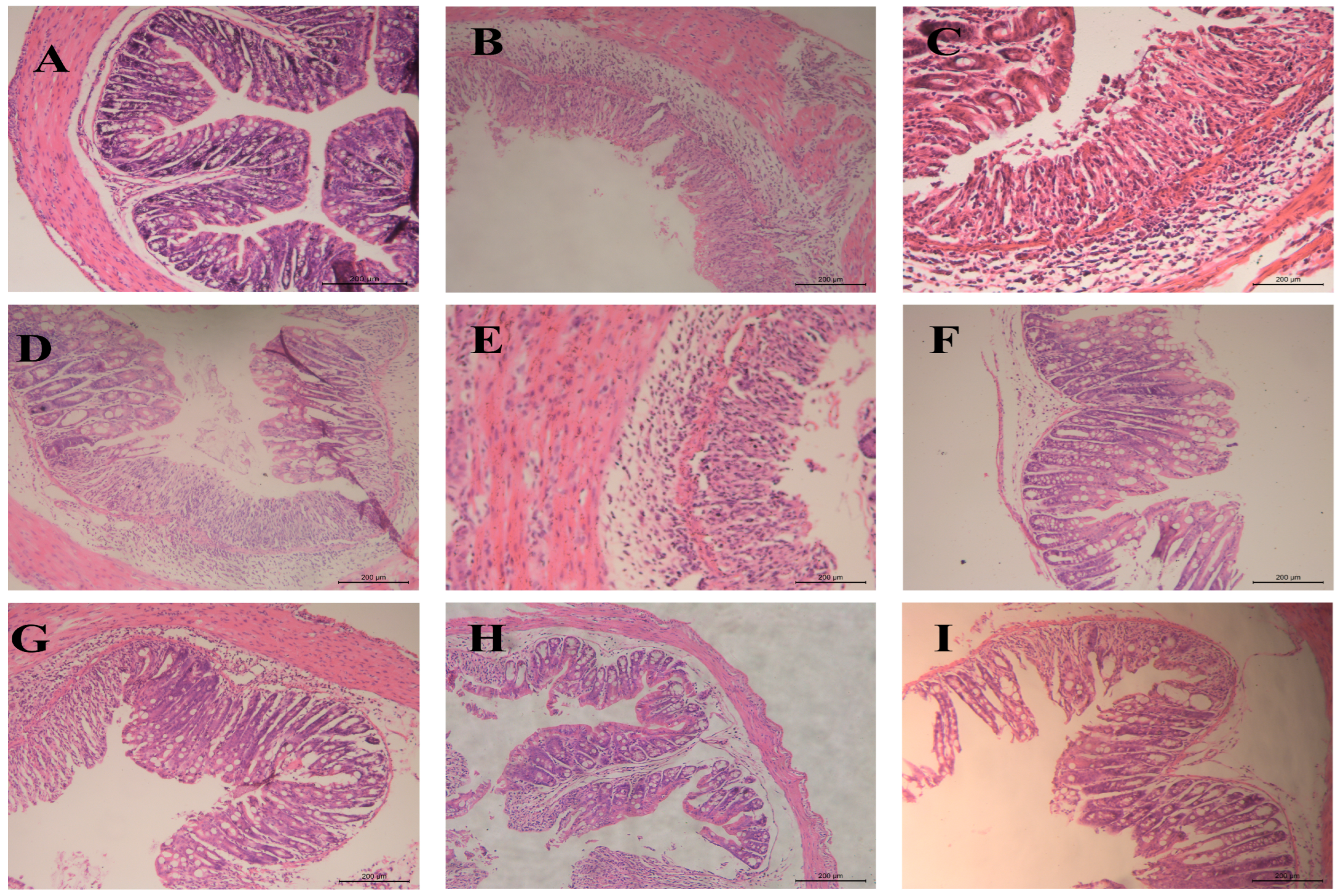 Pharmaceutics 17 01400 g012 Pharmaceutics 17 01400 g012