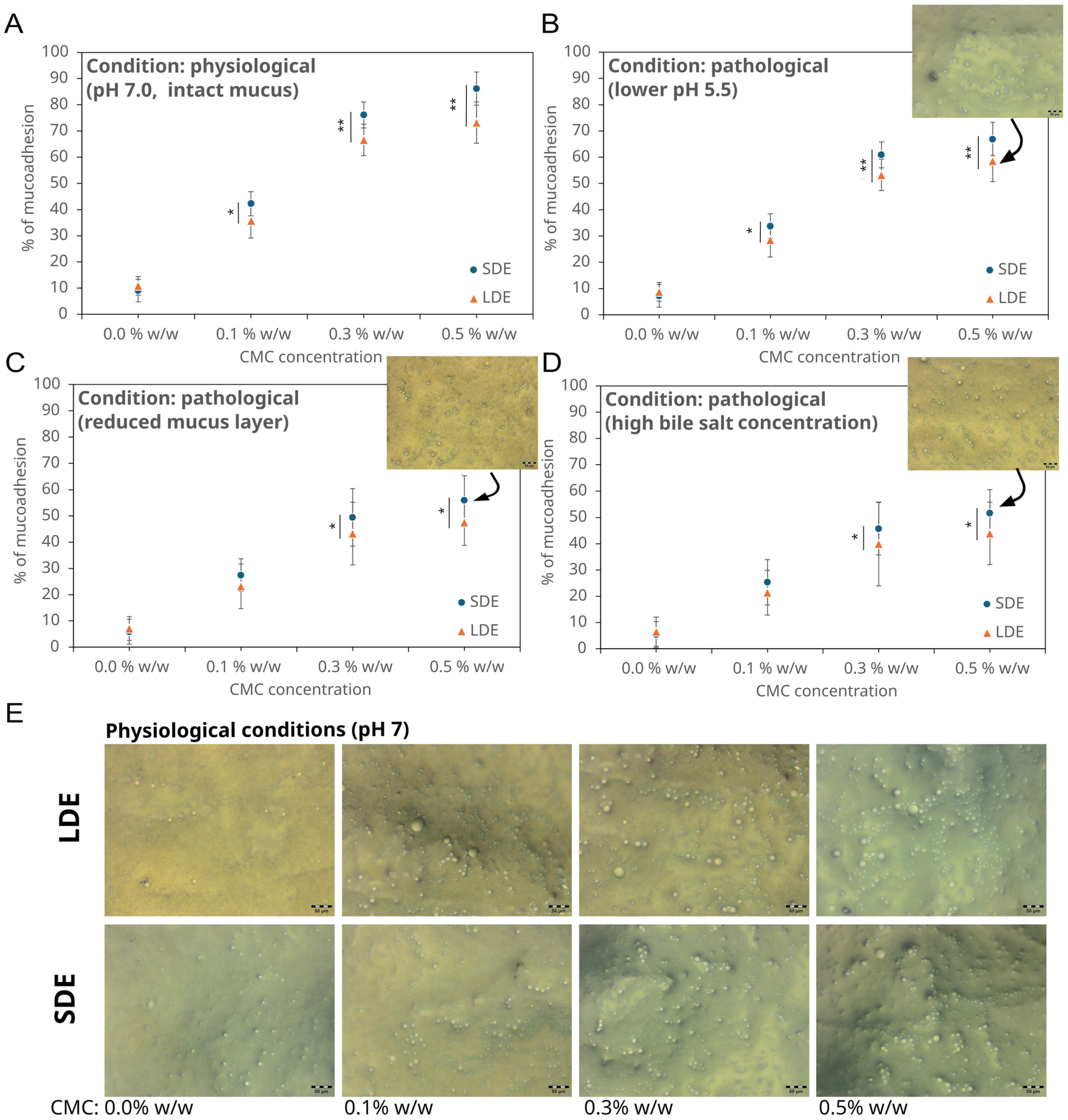 Pharmaceutics 17 01401 g005 Pharmaceutics 17 01401 g005