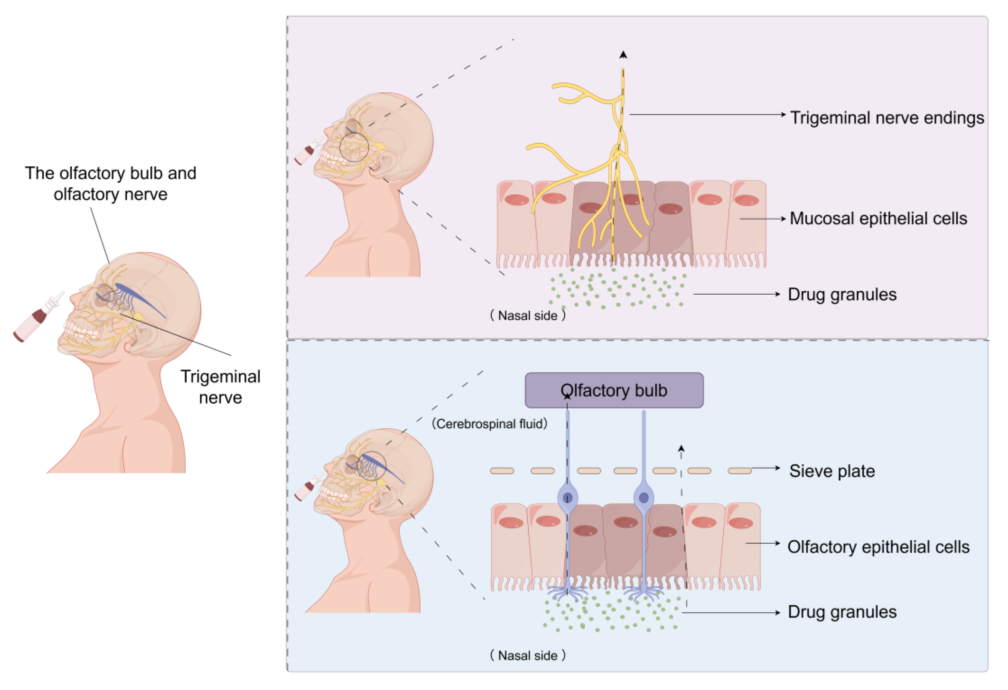 Pharmaceutics 17 01407 g001 Pharmaceutics 17 01407 g001